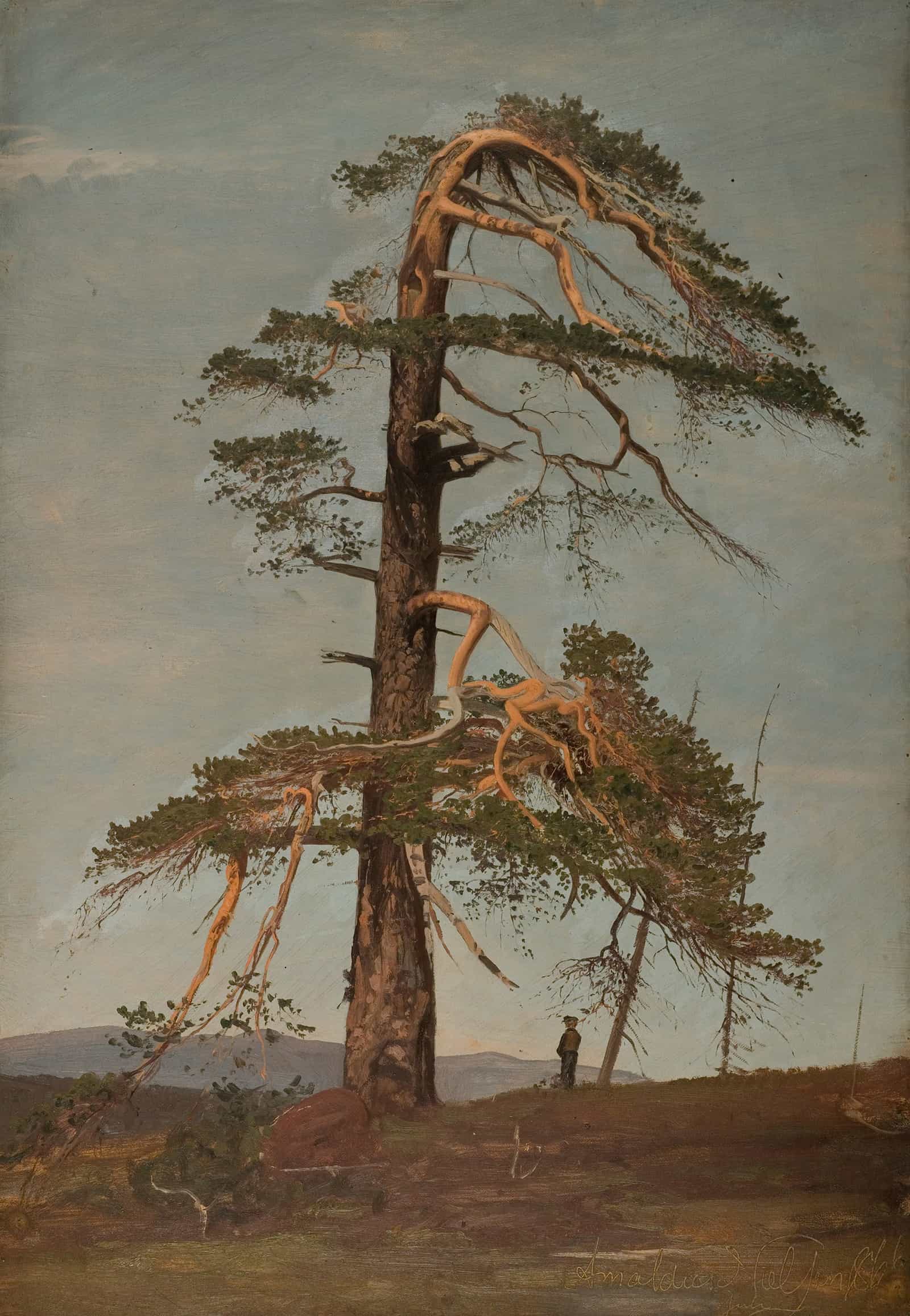 Furu Vingerasheia Telemark by Amaldus Nielsen