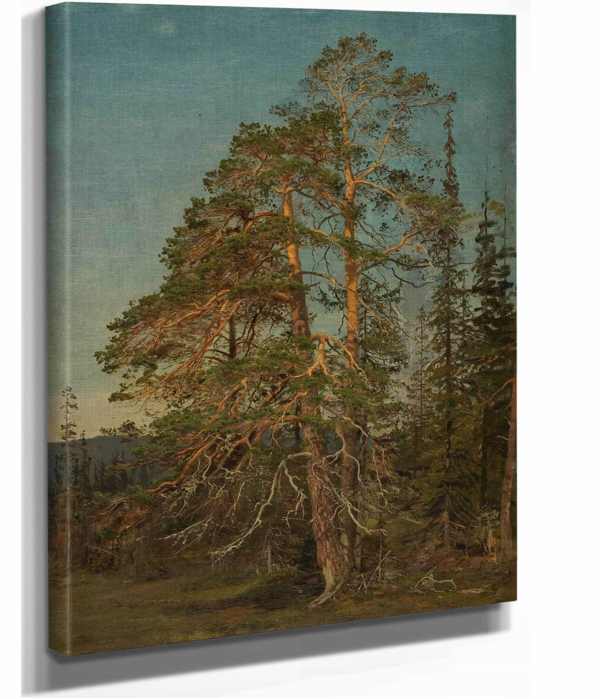 Furuer Levanger by Amaldus Nielsen