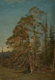 Furuer Levanger by Amaldus Nielsen