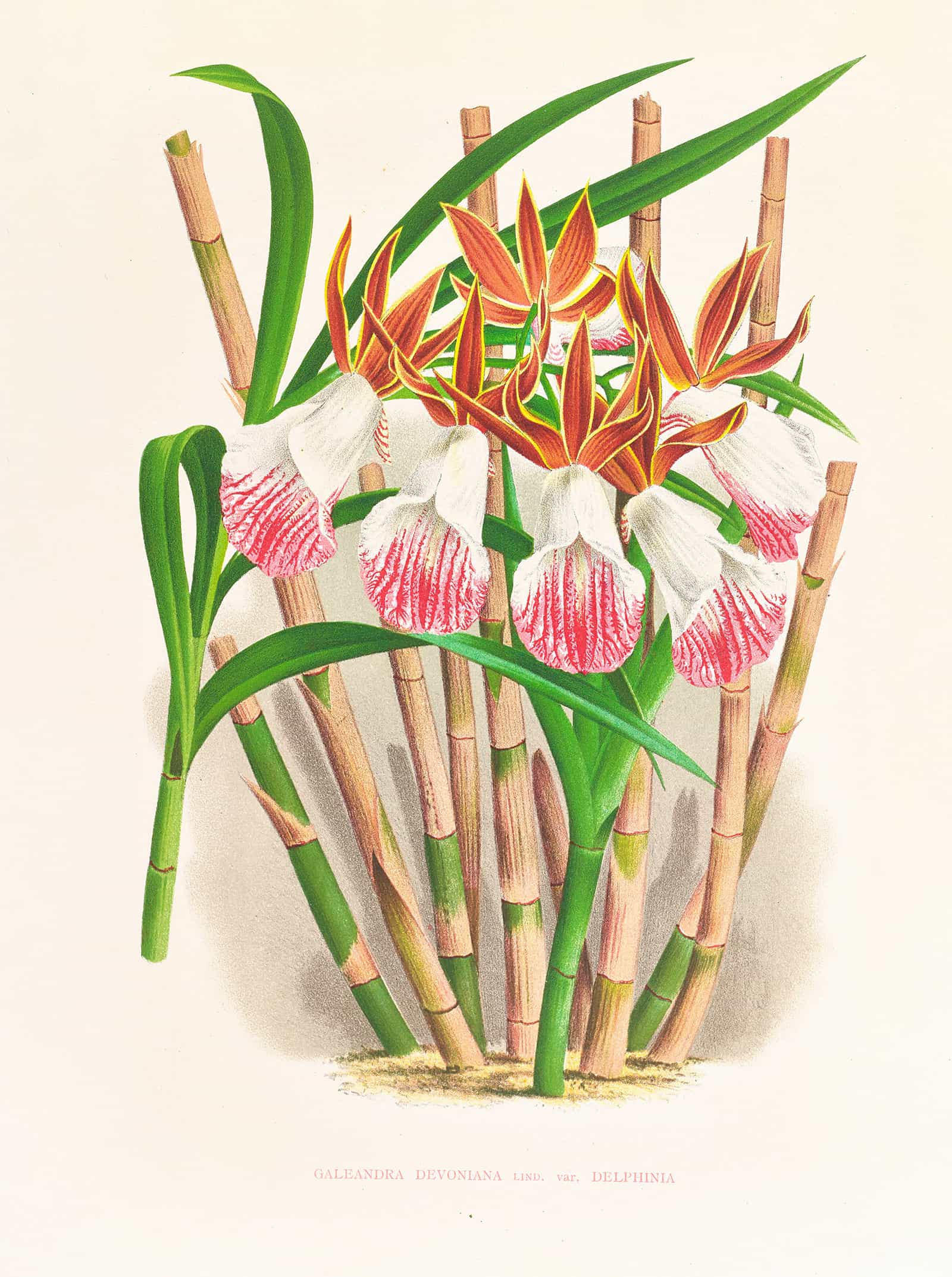 Galendra Devoniana by Jean Jules Linden