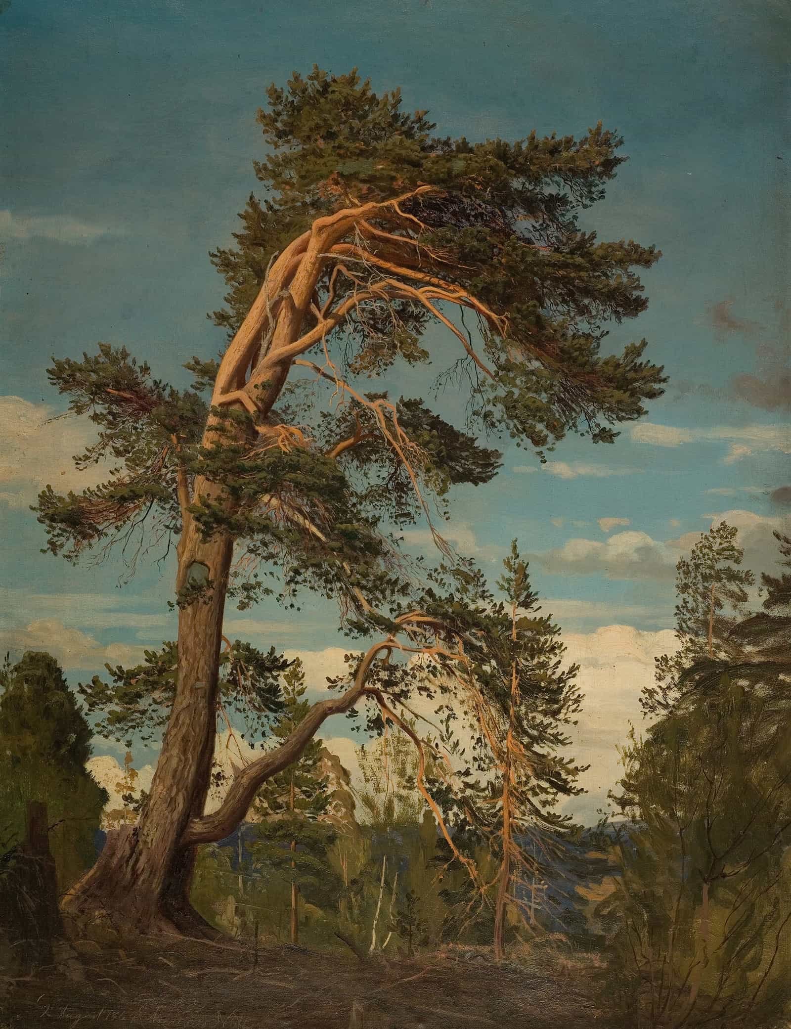 Gammel Furu Overst I Setesdal by Amaldus Nielsen