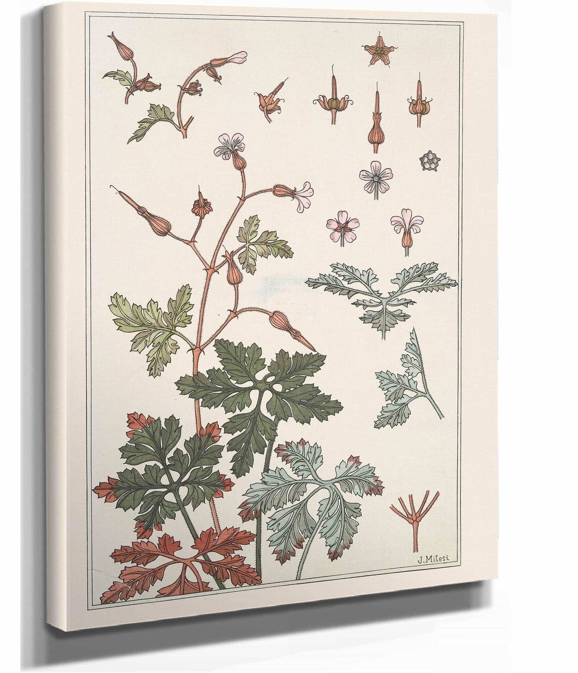 Geranium Sauvage by Maurice Pillard Verneuil