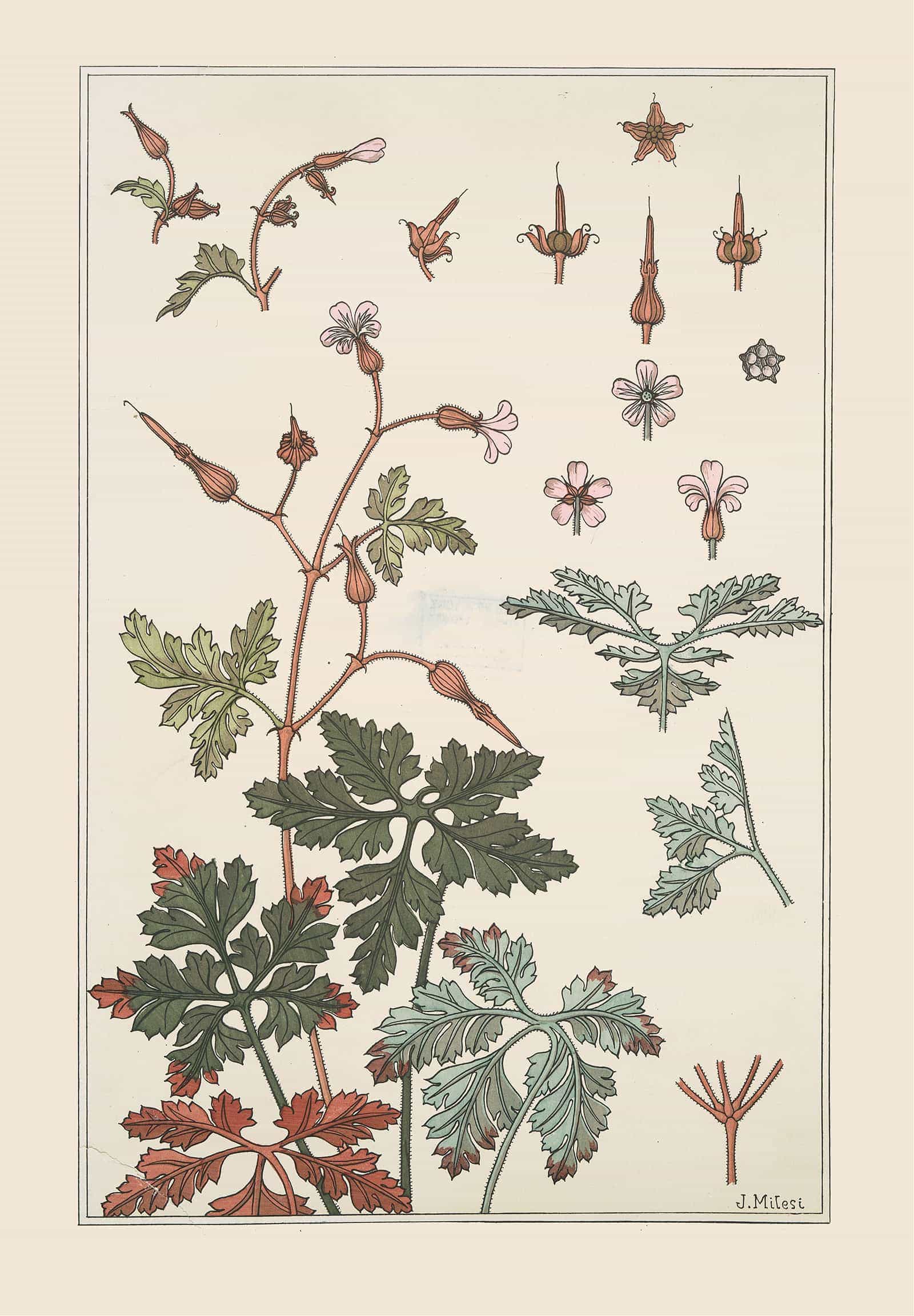 Geranium Sauvage by Maurice Pillard Verneuil