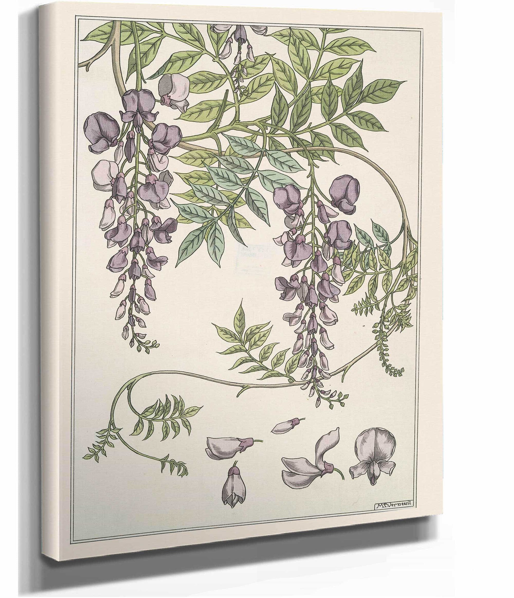 Glycine by Maurice Pillard Verneuil