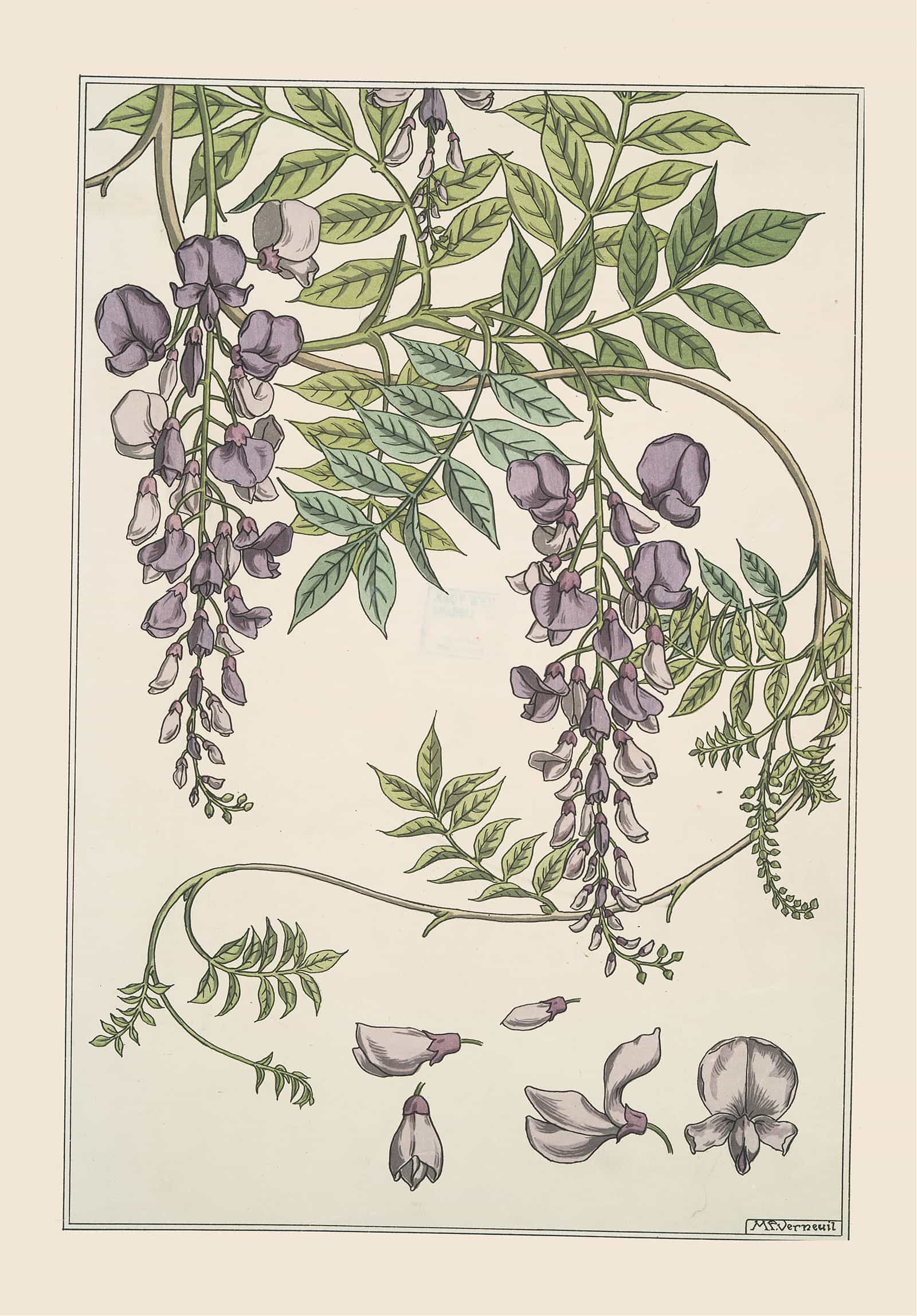 Glycine by Maurice Pillard Verneuil
