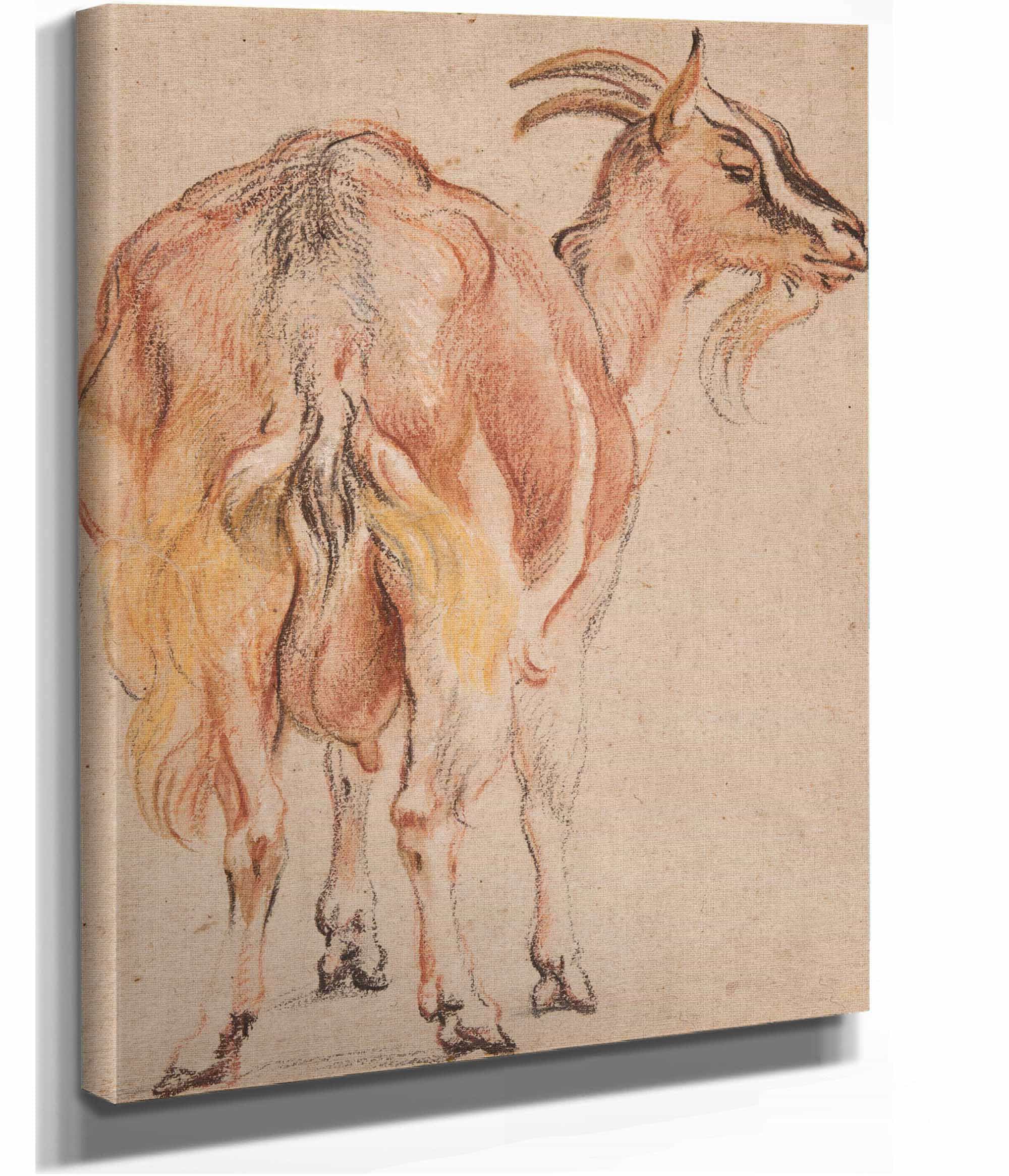 Goat by Jacob Jordaens