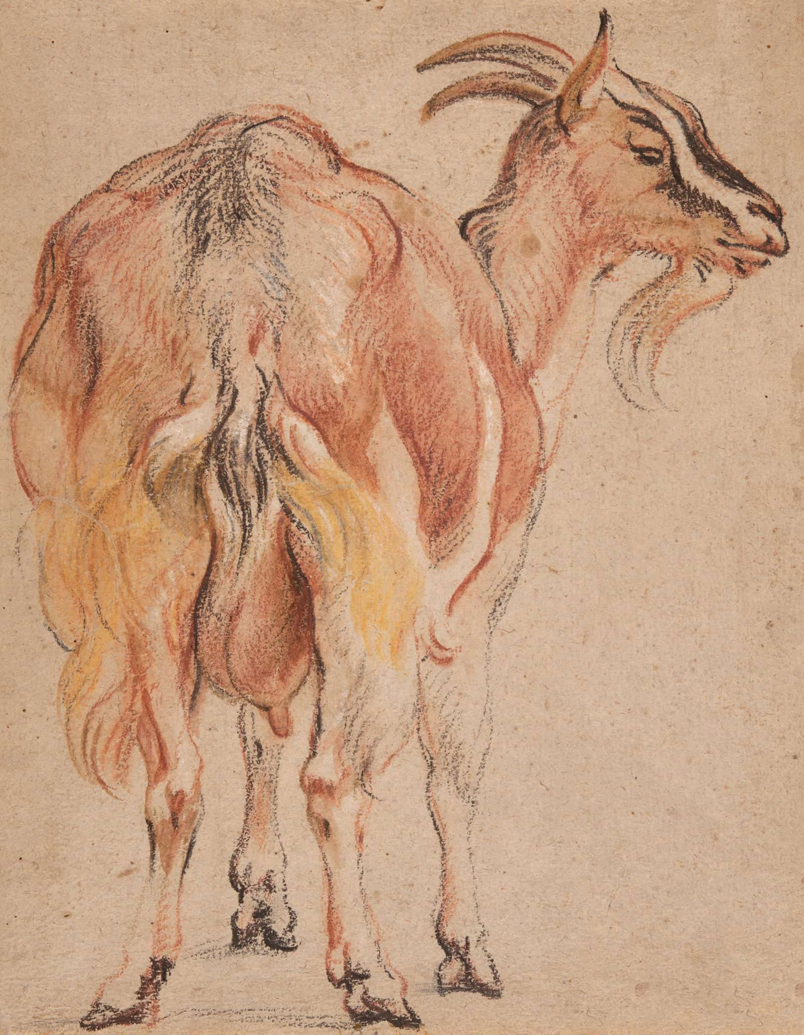 Goat by Jacob Jordaens