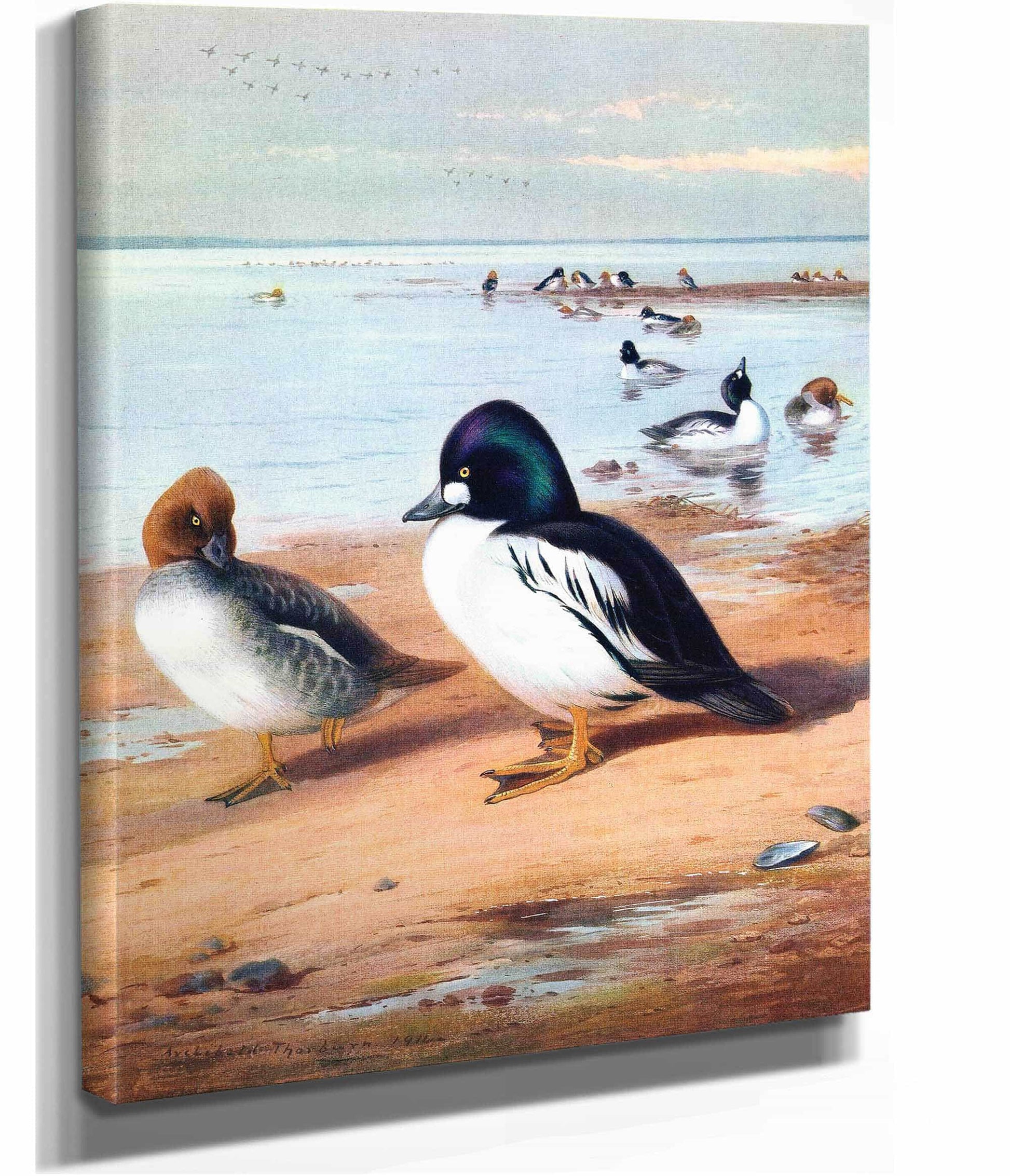 Golden Eye by Archibald Thorburn