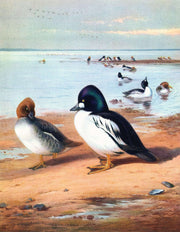 Golden Eye by Archibald Thorburn