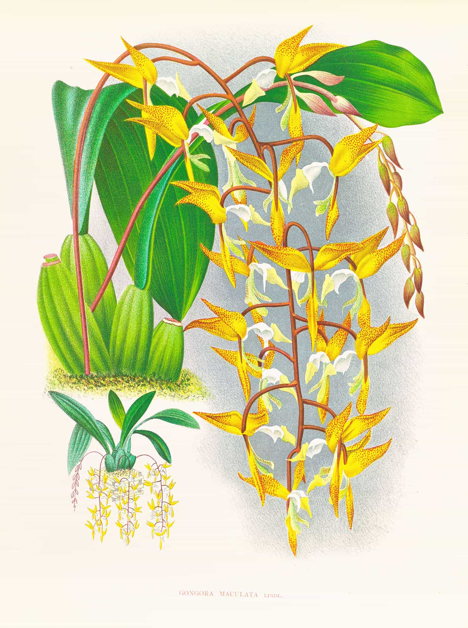 Gongora Maculata by Jean Jules Linden