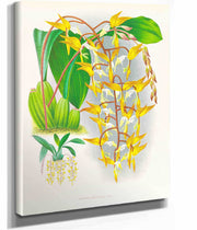 Gongora Maculata by Jean Jules Linden