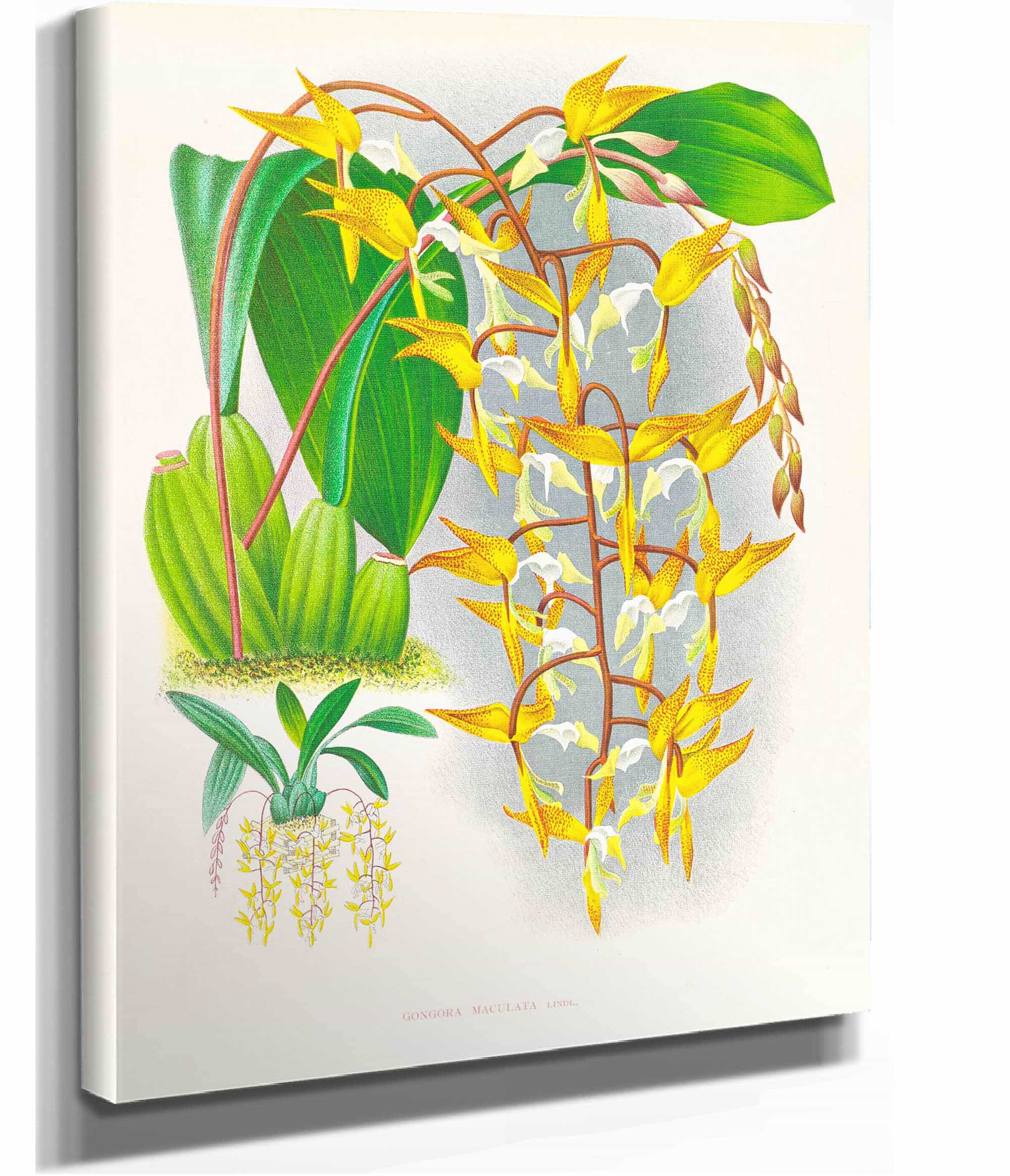 Gongora Maculata by Jean Jules Linden