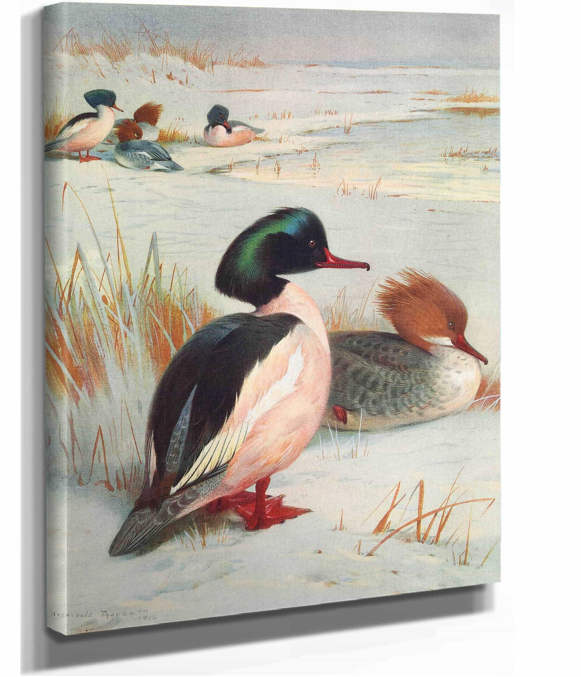 Goosander by Archibald Thorburn