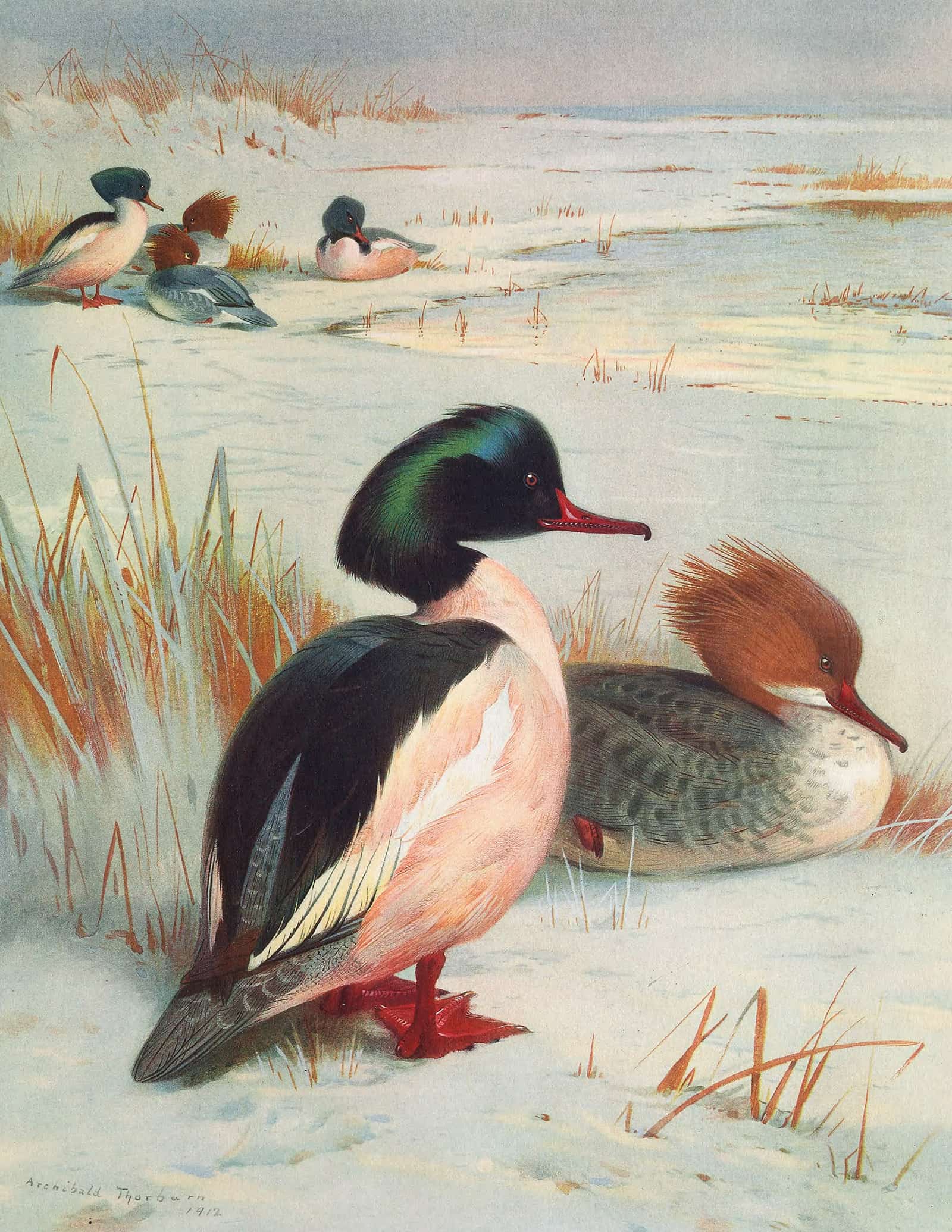 Goosander by Archibald Thorburn