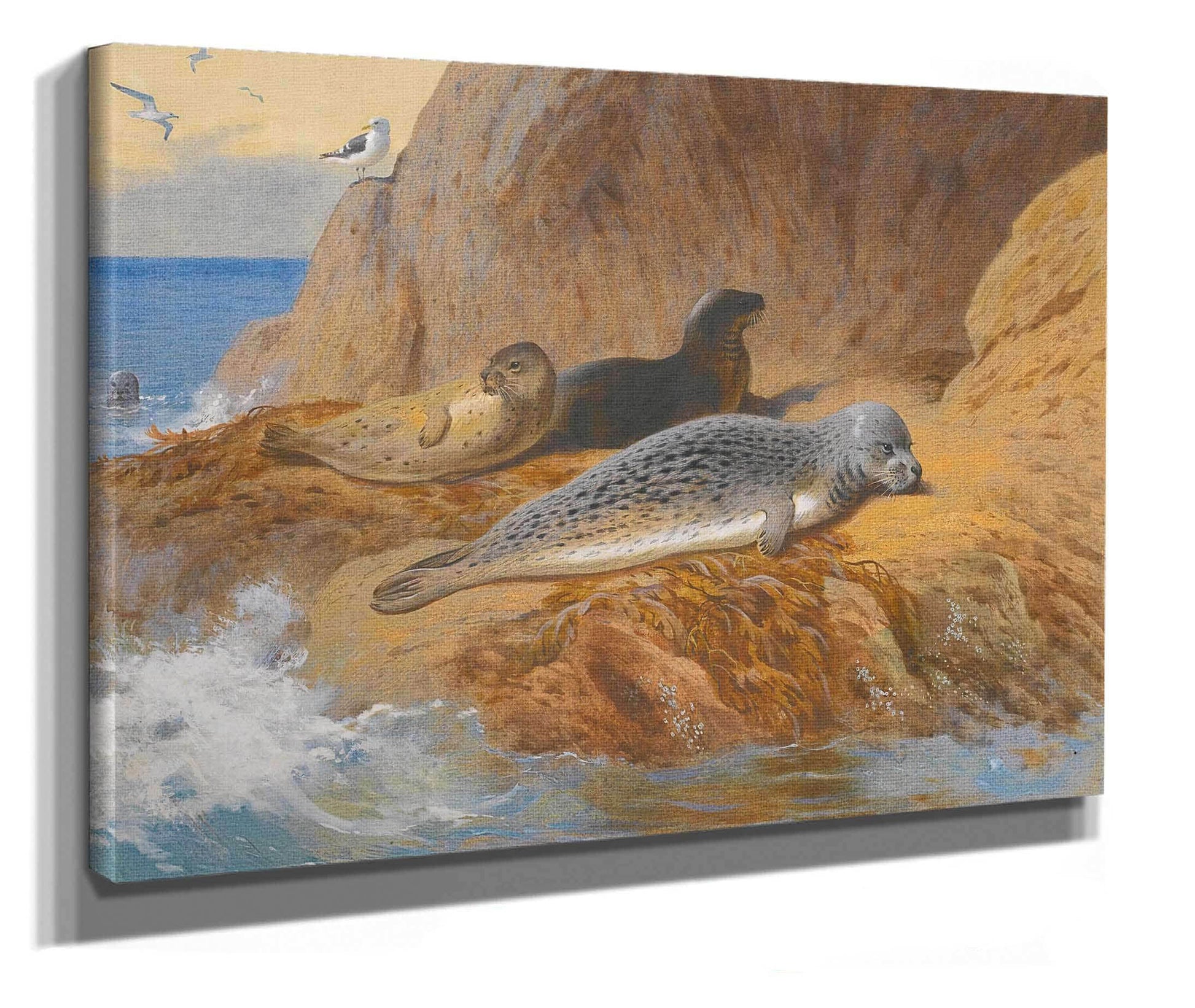 Grey And Harbour Seals At Rest by Archibald Thorburn