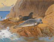 Grey And Harbour Seals At Rest by Archibald Thorburn