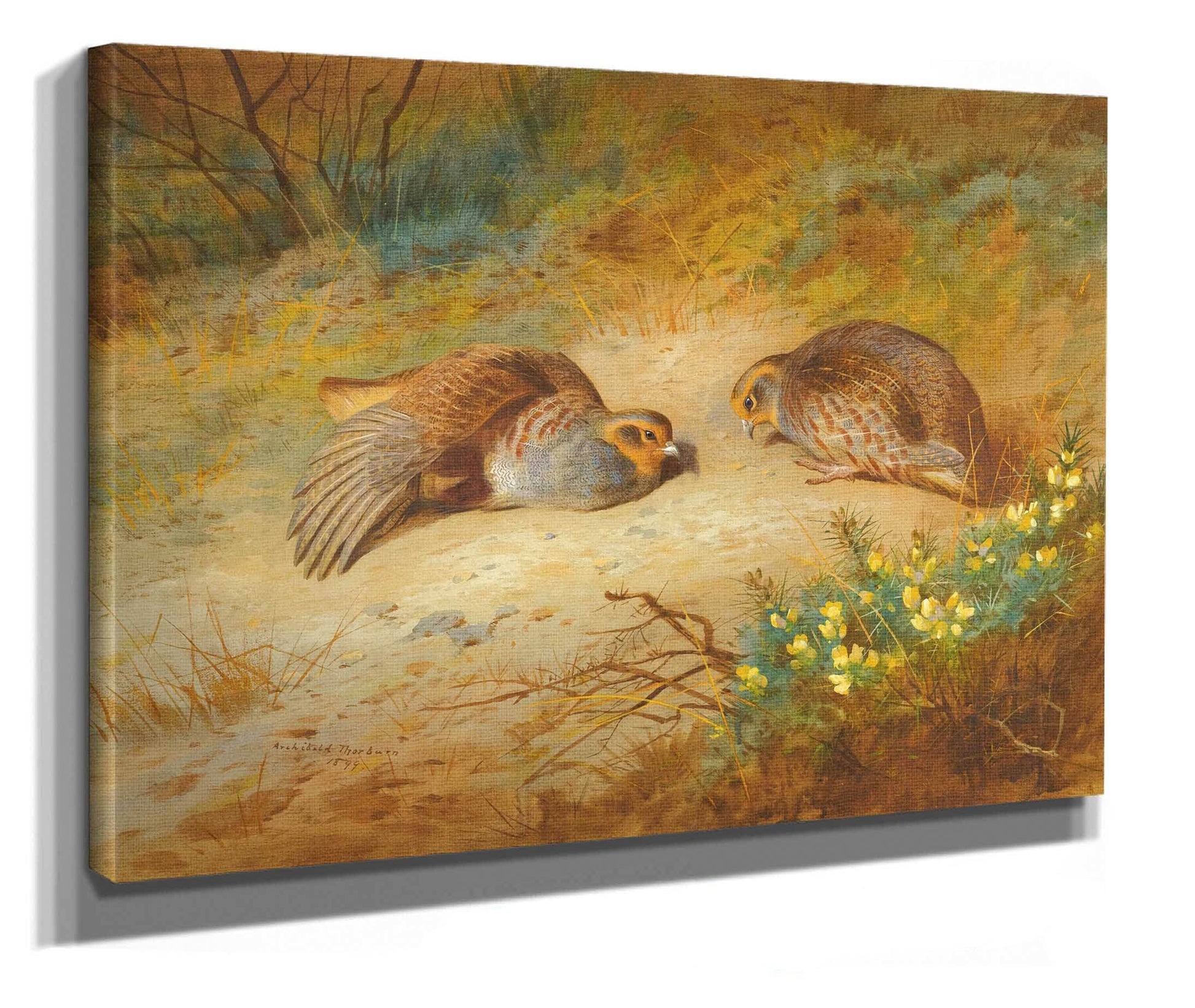 Grey Partridge by Archibald Thorburn