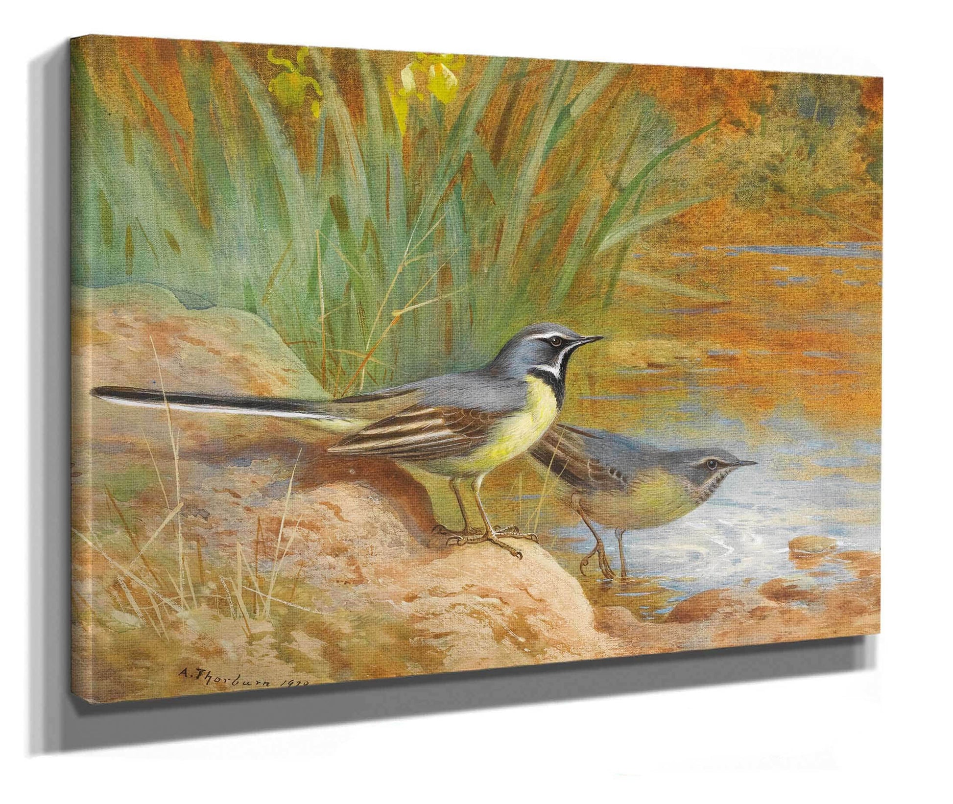 Grey Wagtails by Archibald Thorburn