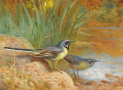 Grey Wagtails by Archibald Thorburn