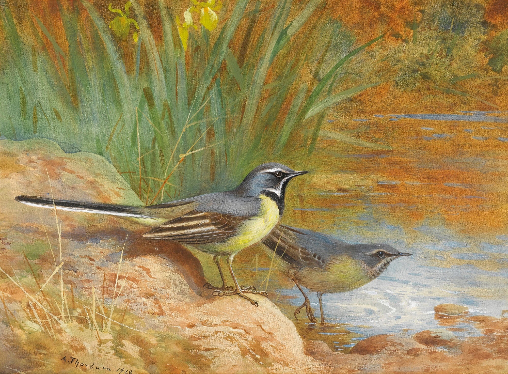 Grey Wagtails by Archibald Thorburn
