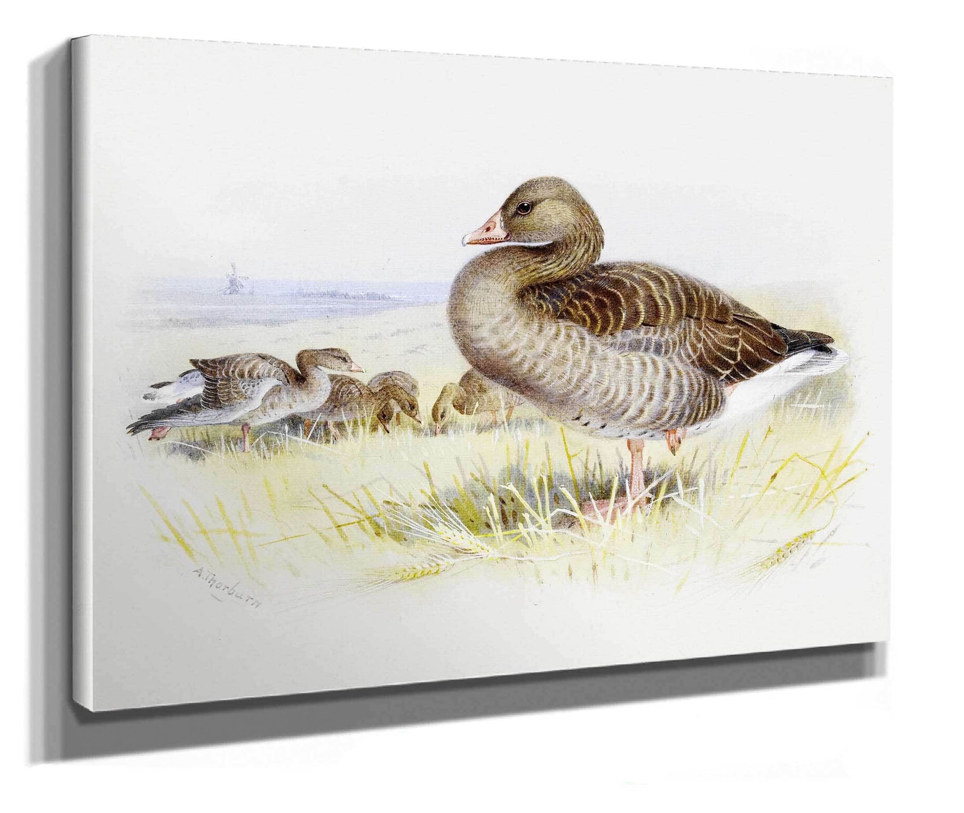 Greylag Goose by Archibald Thorburn