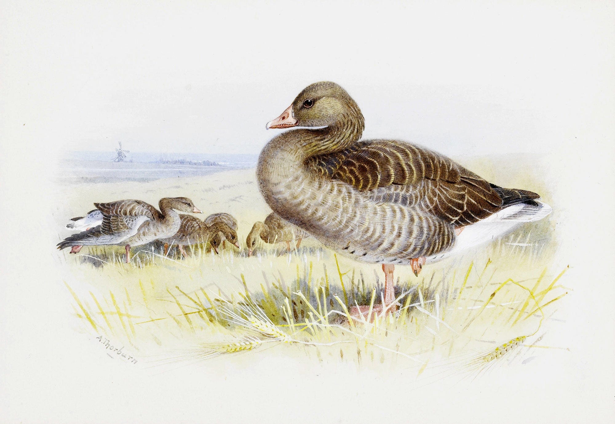 Greylag Goose by Archibald Thorburn