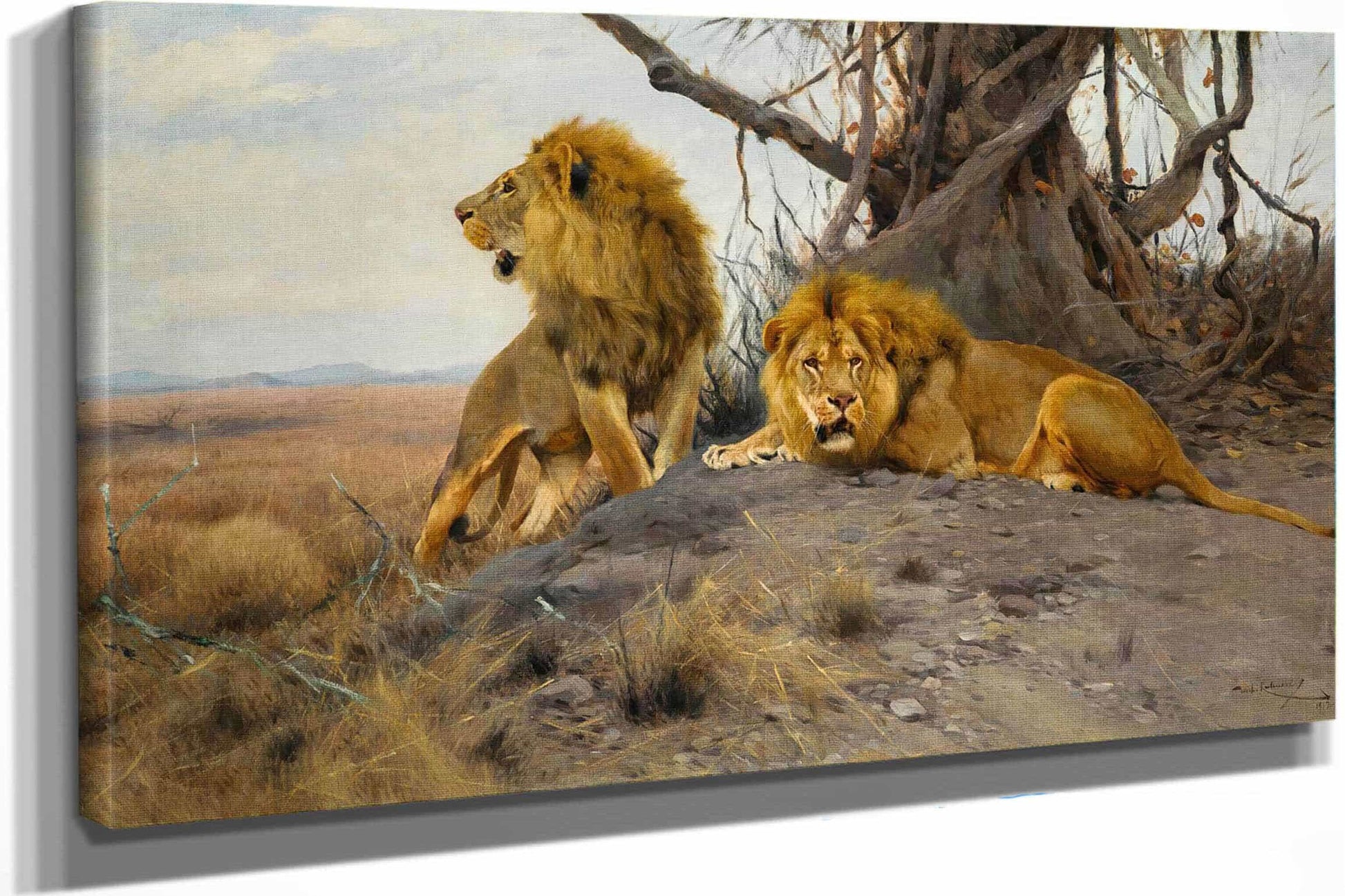 Grollende Lowen by Wilhelm Kuhnert