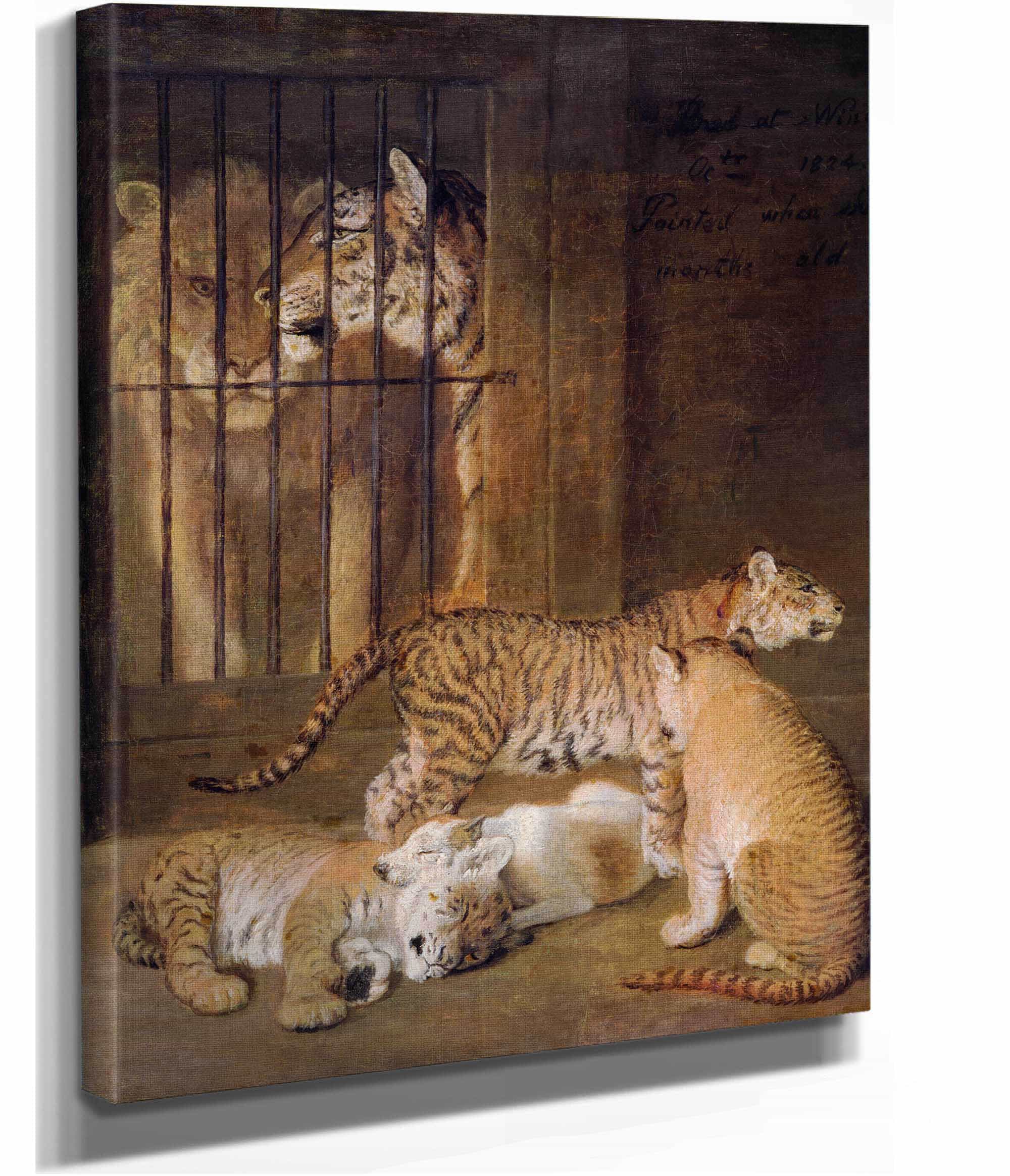 Group Of Whelps Bred Between A Lion And A Tigress by Jacques Laurent Agasse