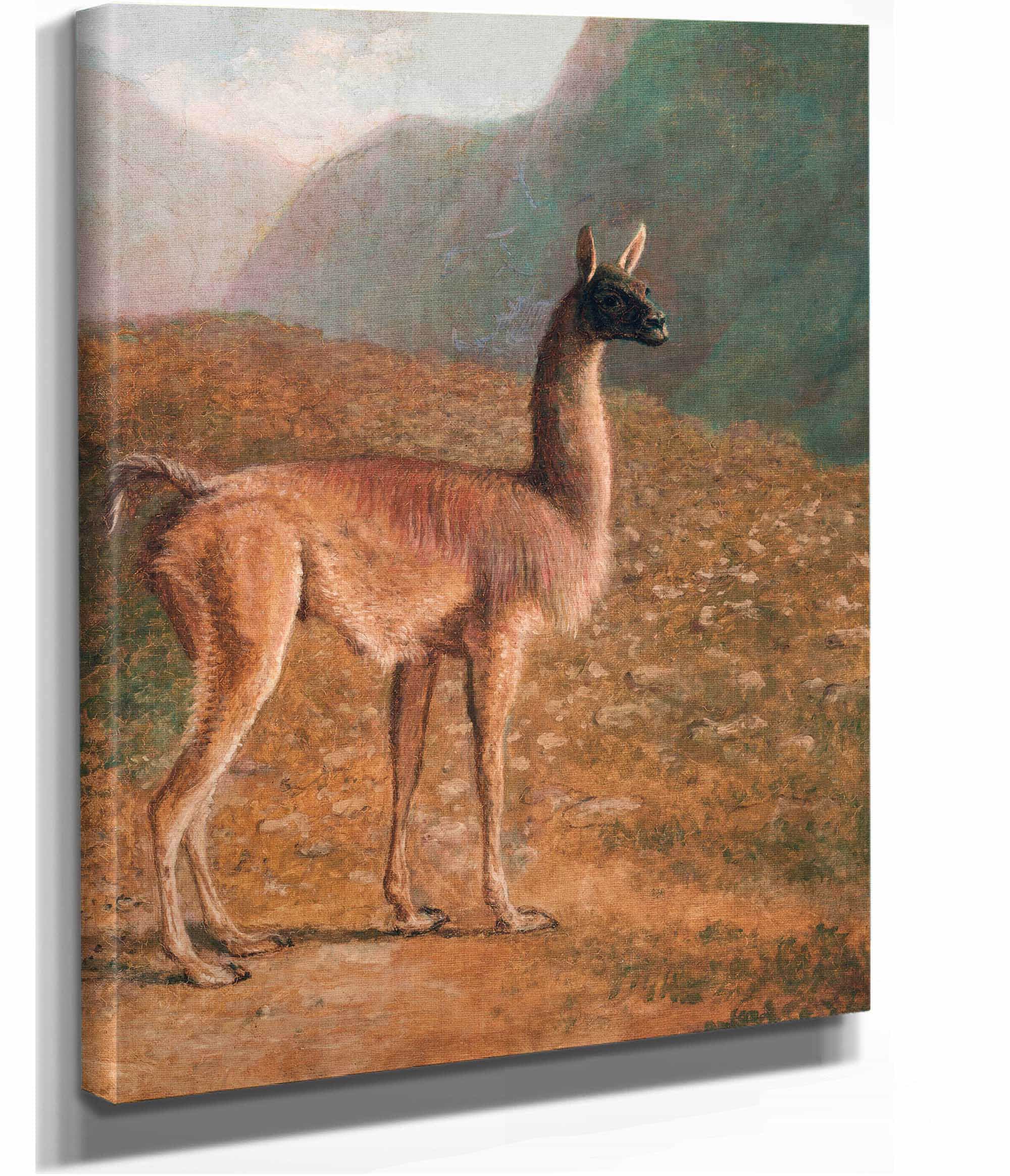 Guanaco by Jacques Laurent Agasse