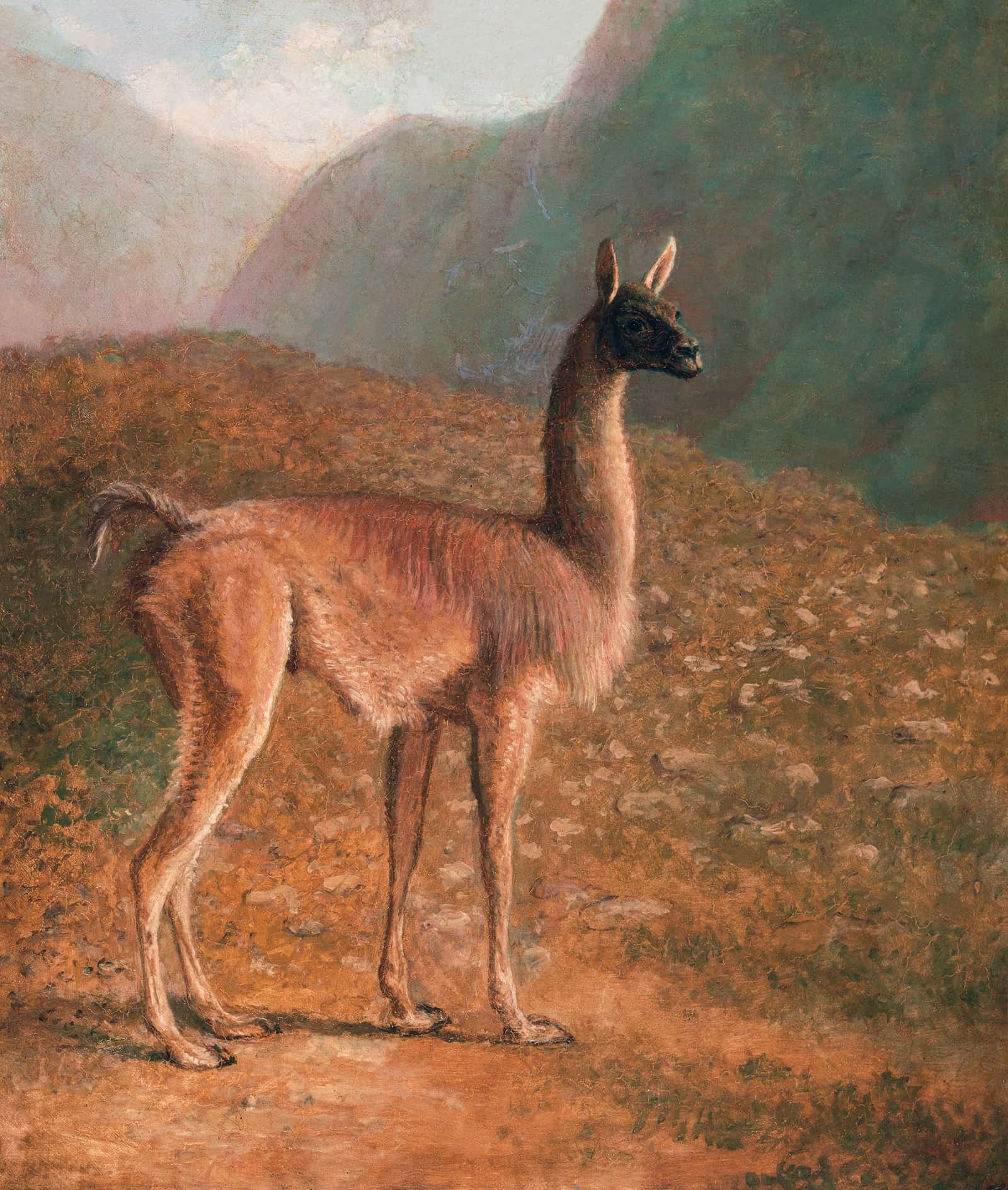 Guanaco by Jacques Laurent Agasse