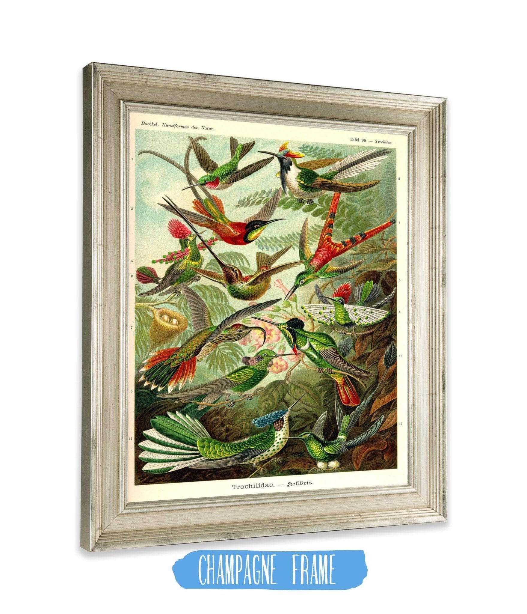 Haeckel Hummingbird (Trochilidae)