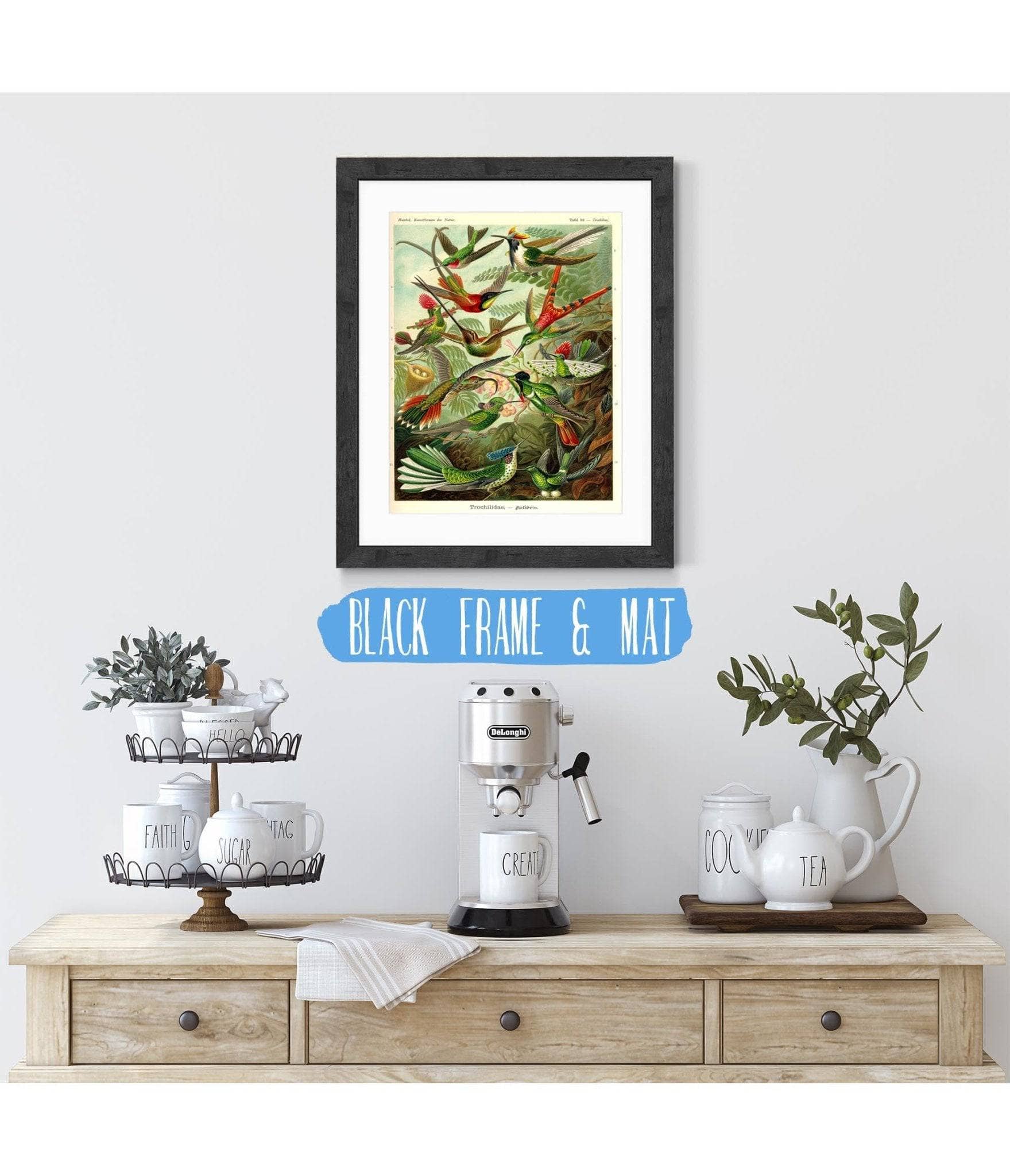 Haeckel Hummingbird (Trochilidae)