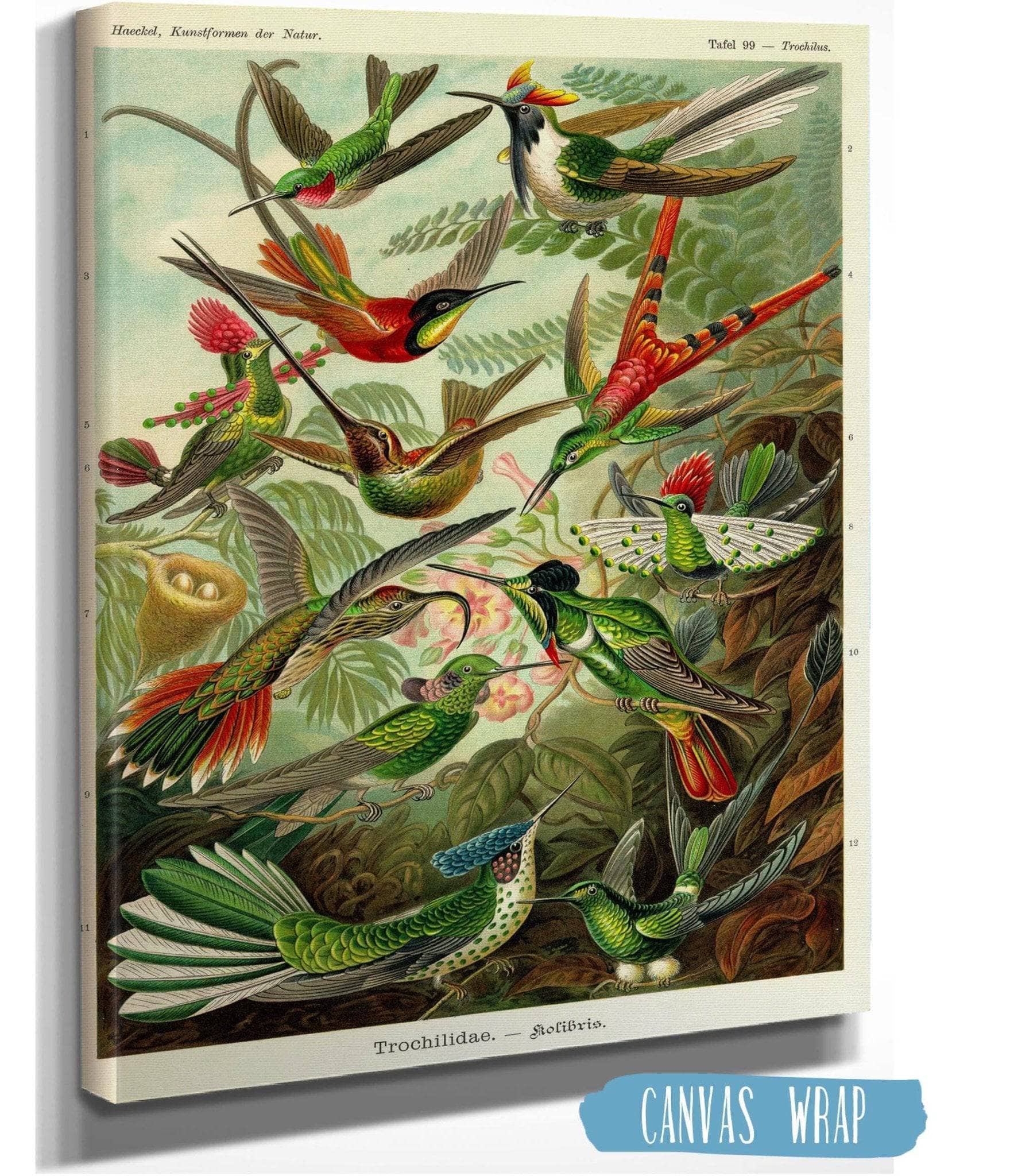 Haeckel Hummingbird (Trochilidae)