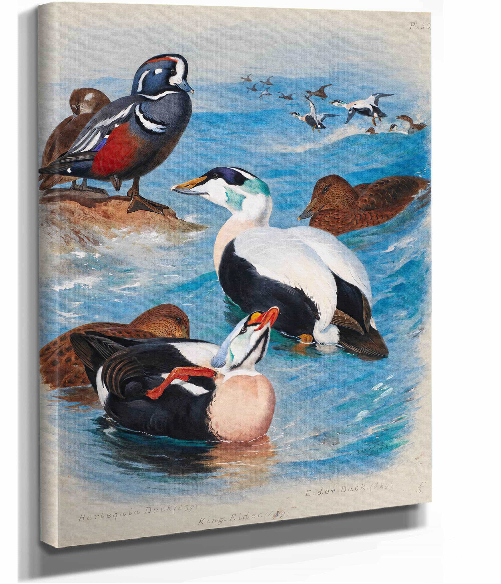 Harlequin And Eider Ducks by Archibald Thorburn