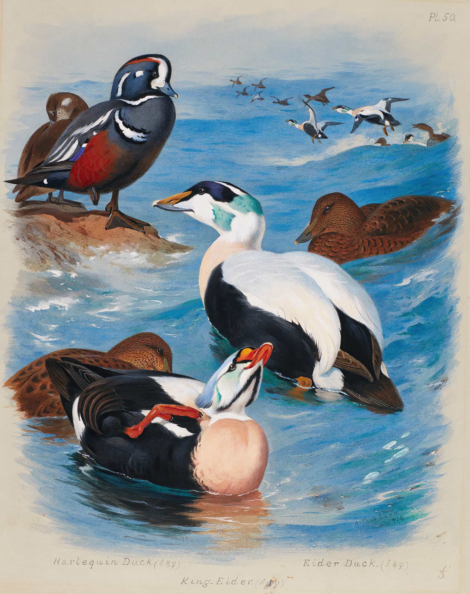 Harlequin And Eider Ducks by Archibald Thorburn