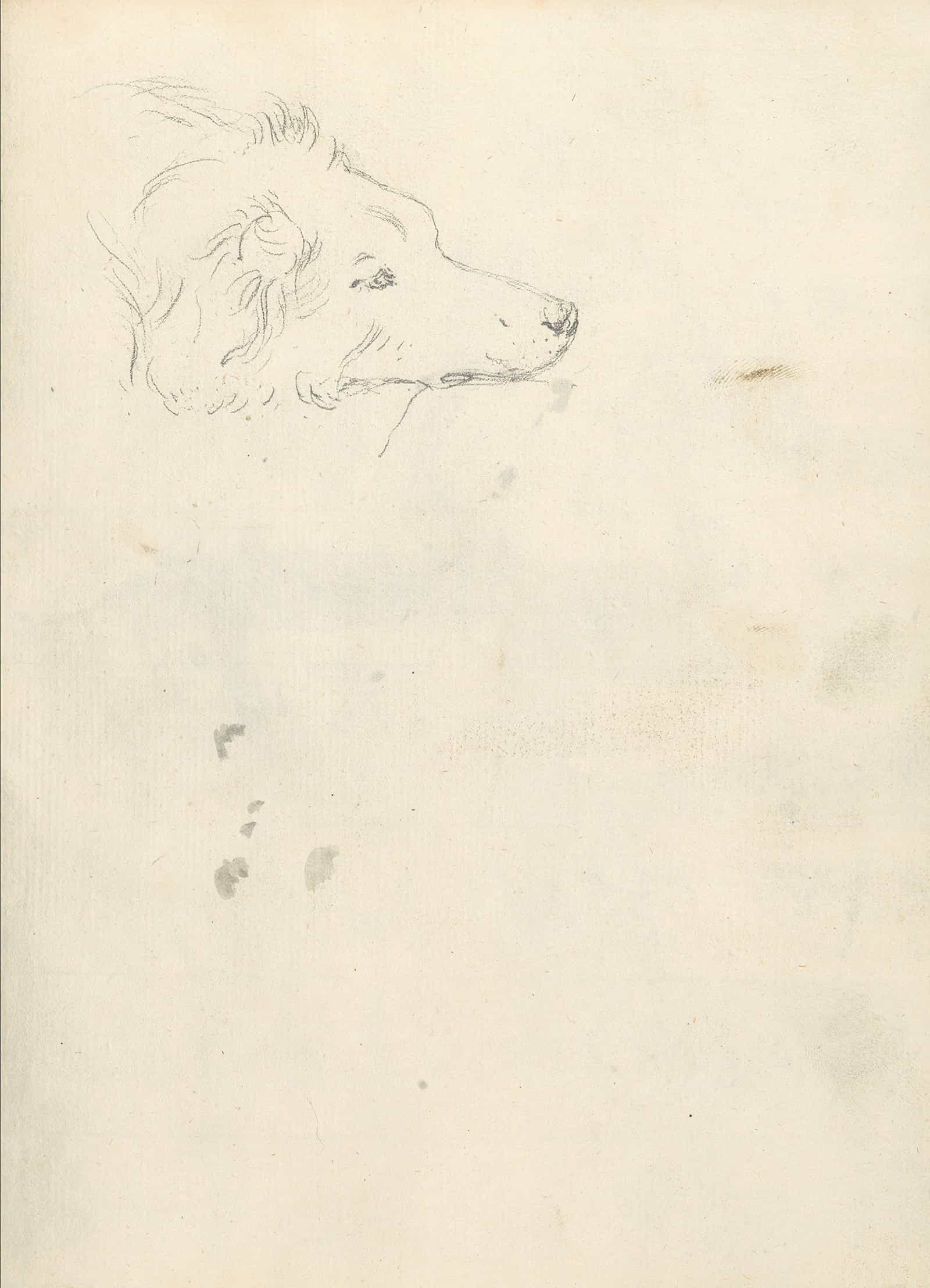 Head Of A Dog   by Joseph Wright Of Derby