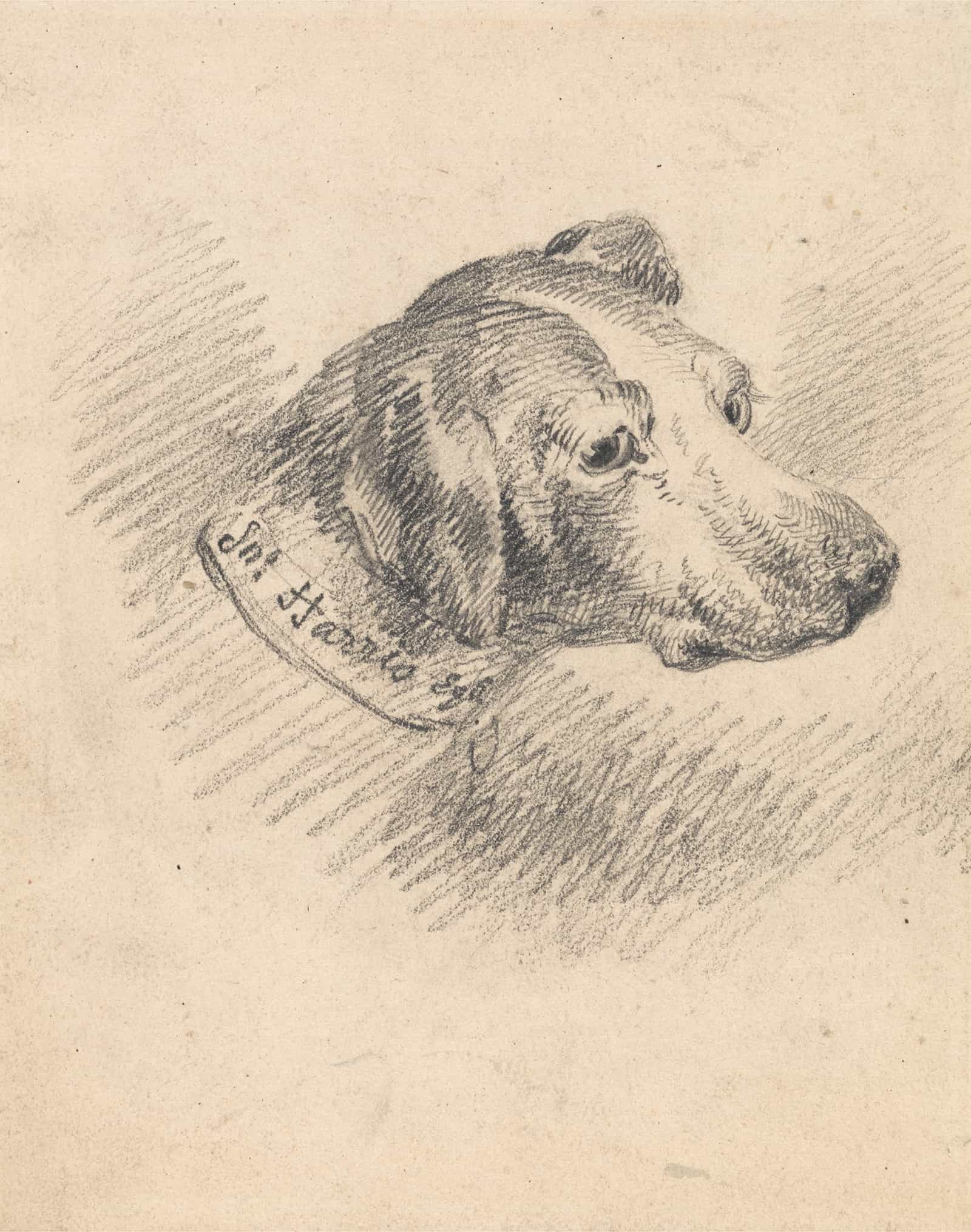 Head Of A Hound by George Morland