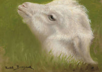 Head Of A Lamb by Rosa Bonheur