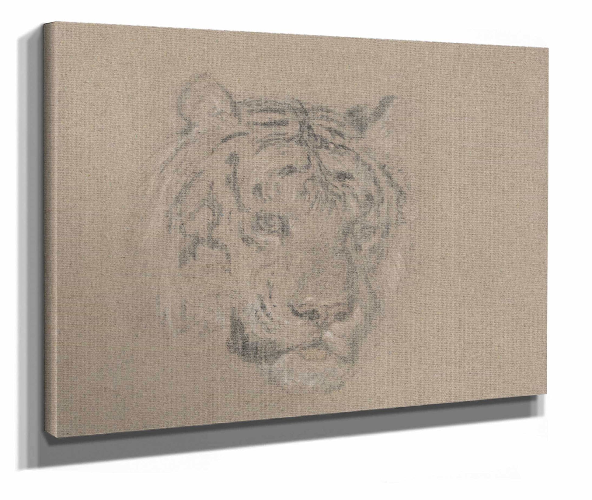 Head Of A Tiger by James Ward