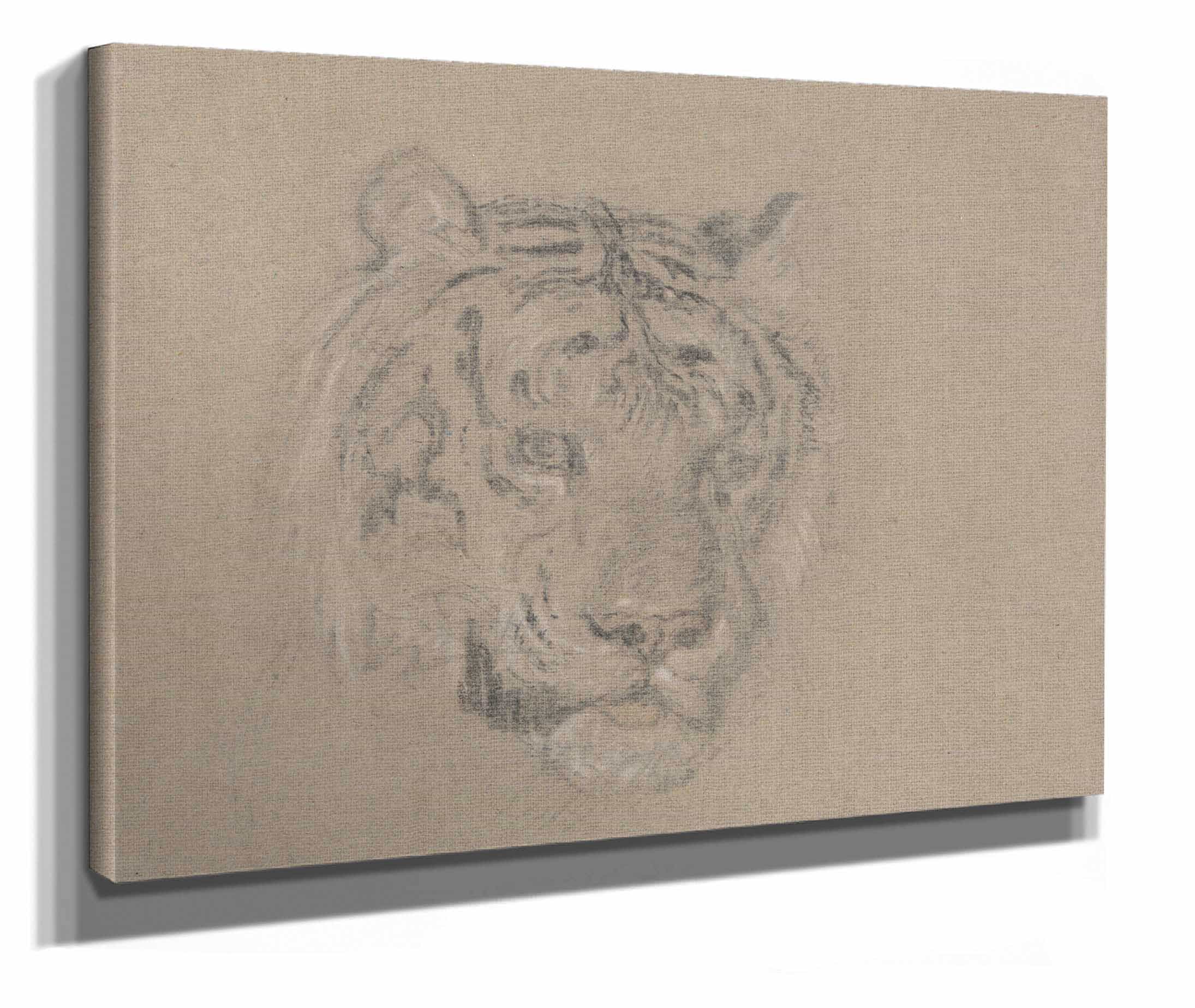 Head Of A Tiger by James Ward