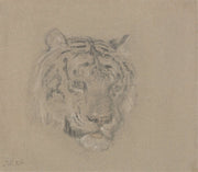 Head Of A Tiger by James Ward