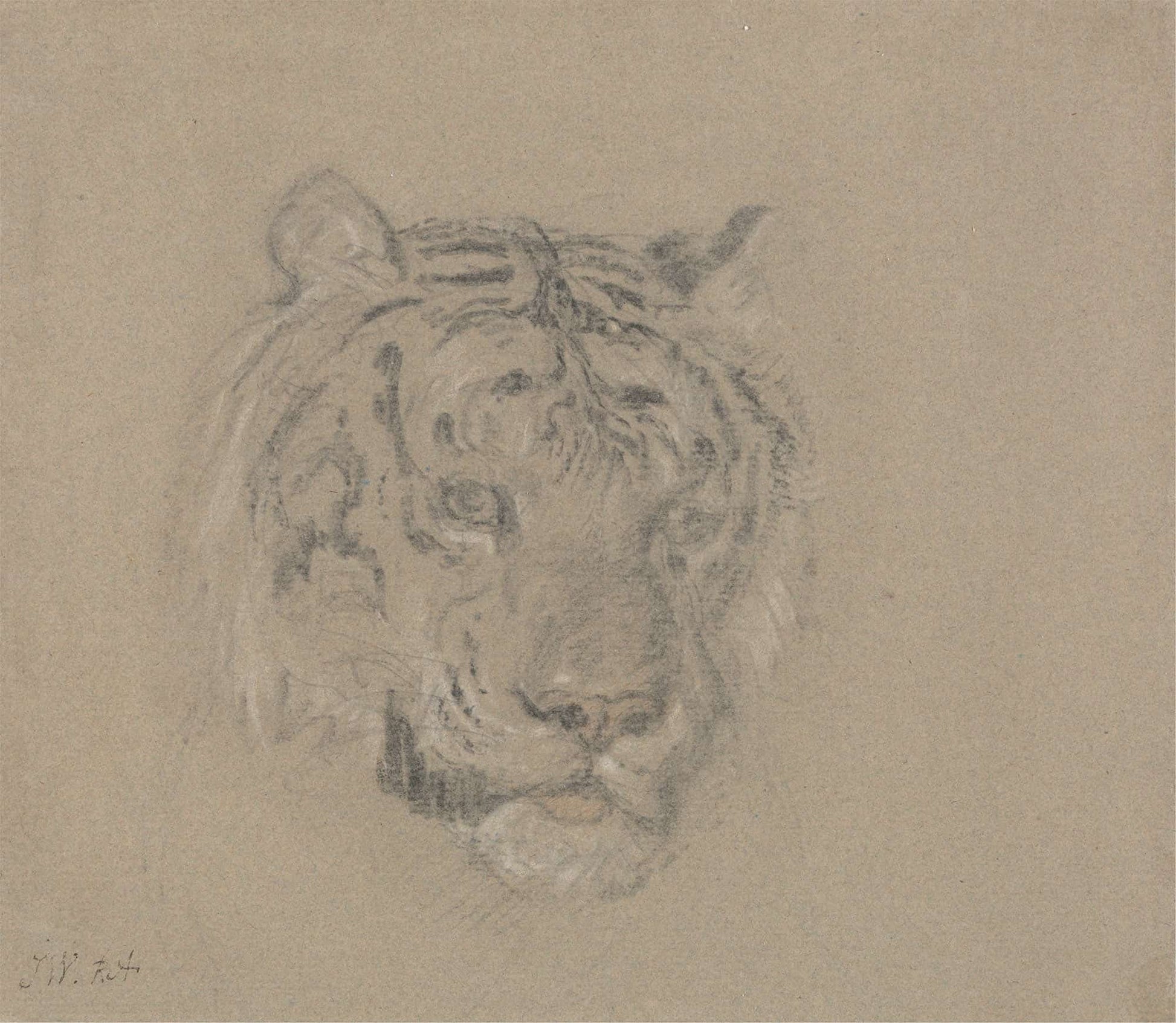 Head Of A Tiger by James Ward