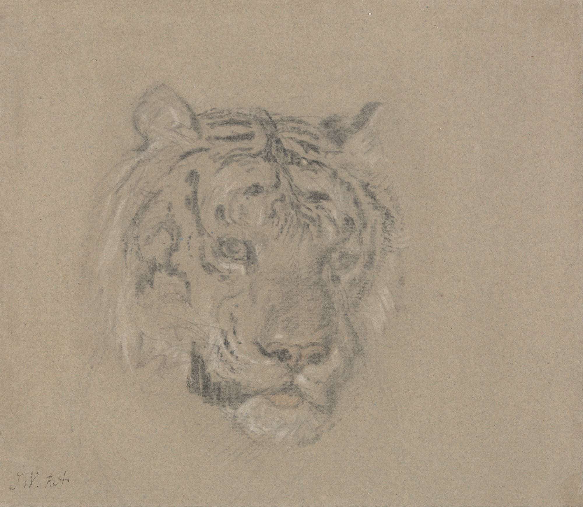 Head Of A Tiger by James Ward