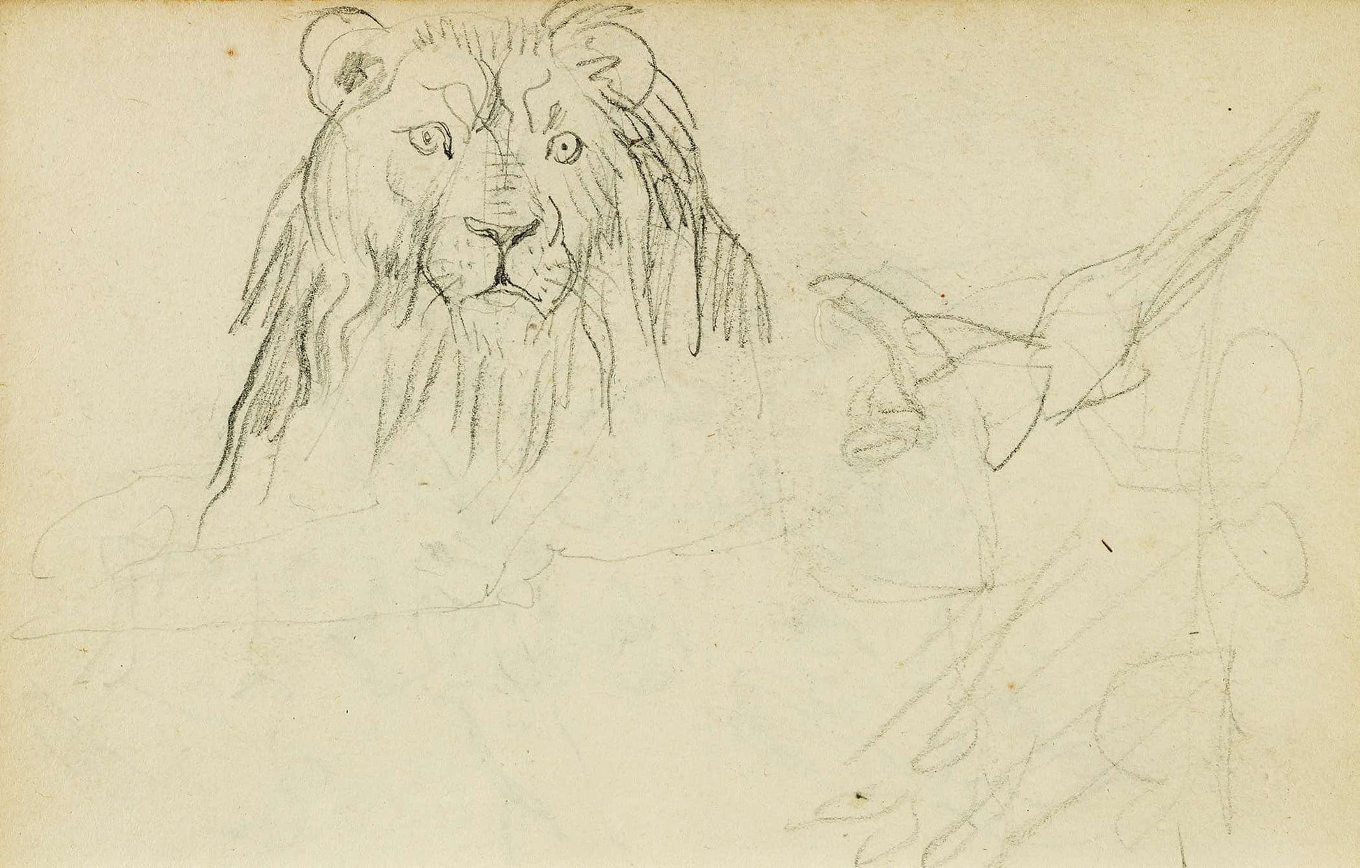 Head On View Of Seated Lion  by Theodore Gericault