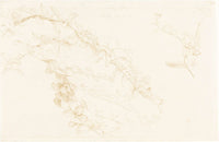 Honeysuckle by Edward John Poynter