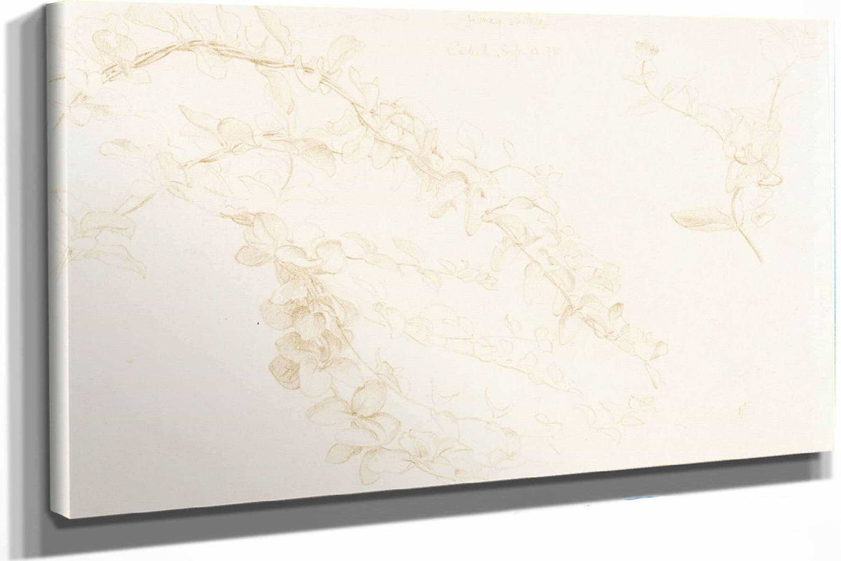 Honeysuckle by Edward John Poynter