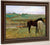 Horse In A Meadow By Edgar Degas