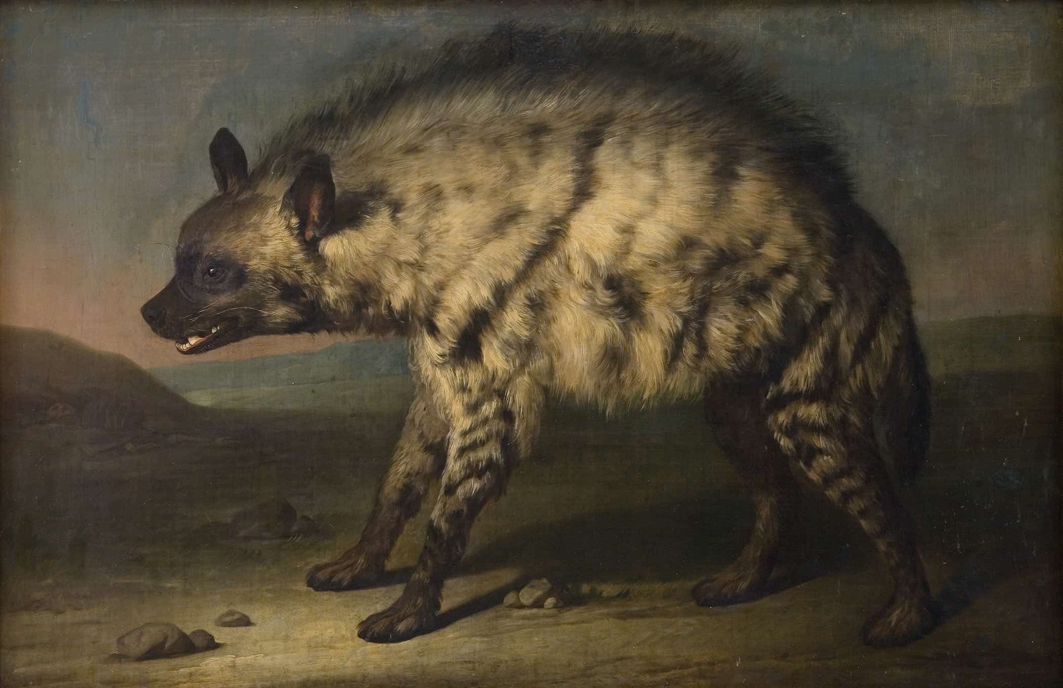 Hyaenen I Menageriet Ved Frederiksberg Slot by Jens Juel
