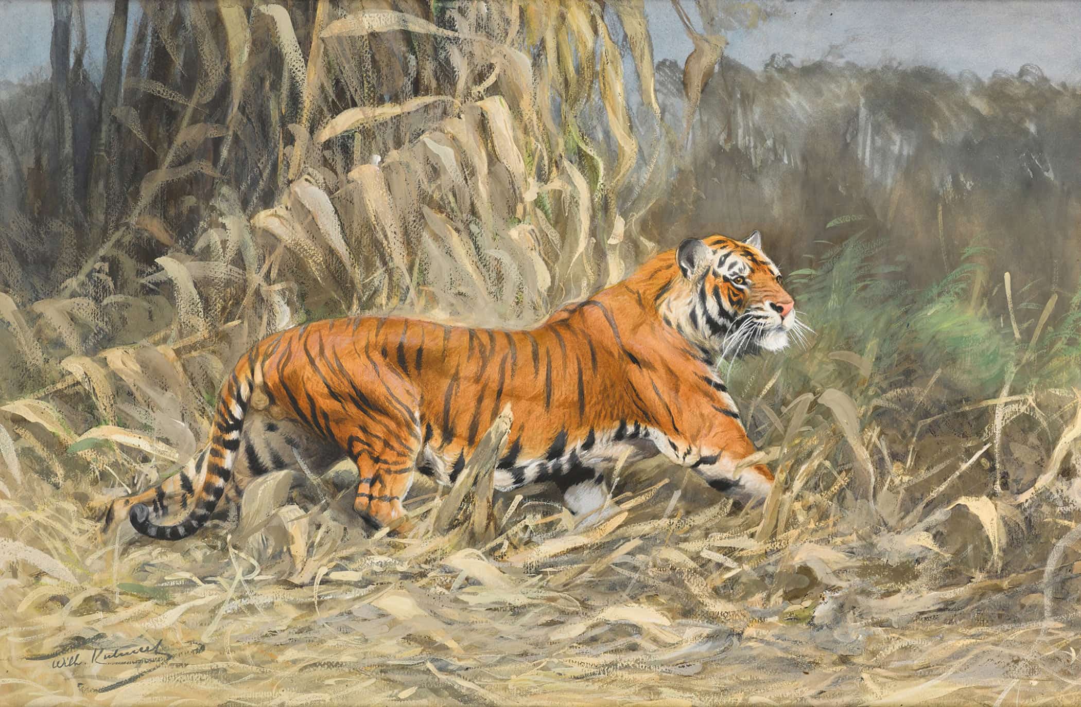 Im Dschungel Tiger by Wilhelm Kuhnert