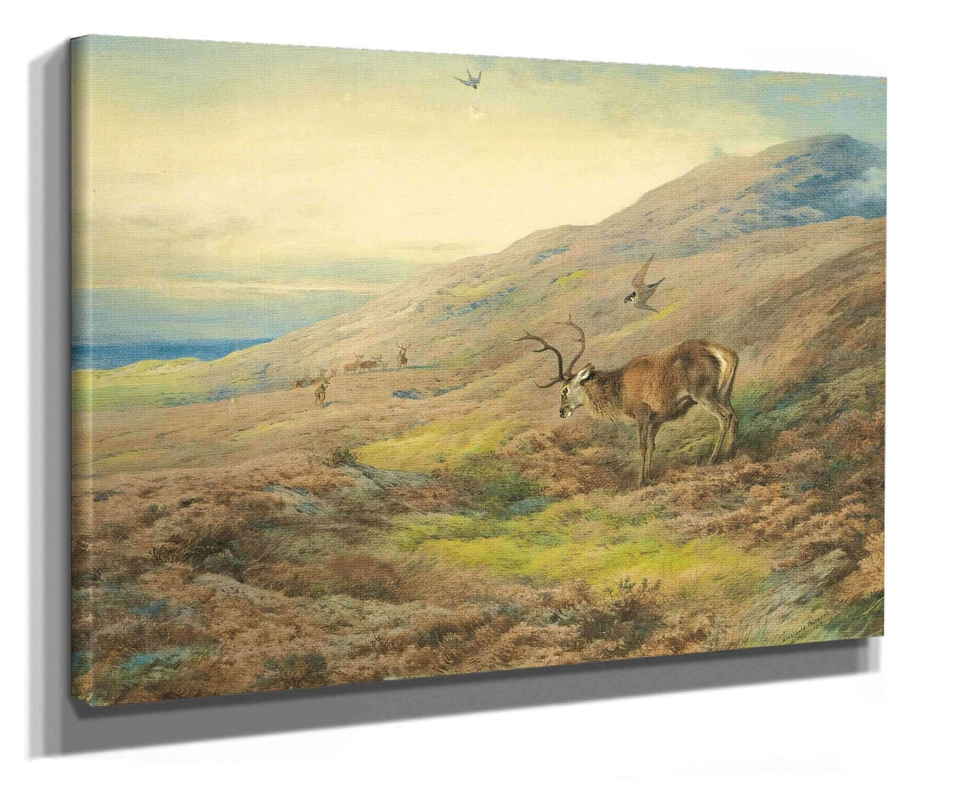 In The Highlands Red Stag Mobbed By A Pair Of Peregrines by Archibald Thorburn